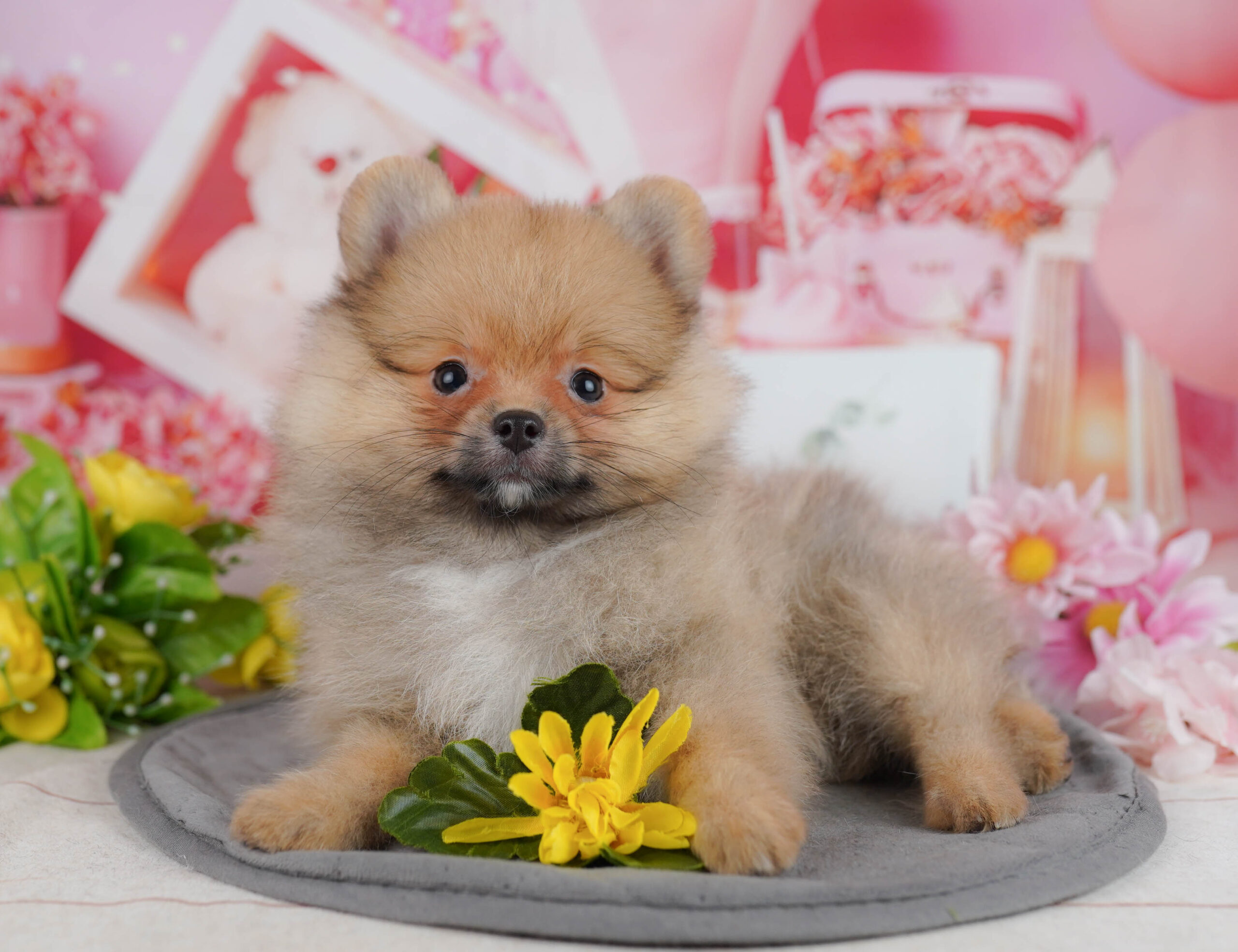 ポメラニアン | 男の子 | オレンジ | 2025年11月5日