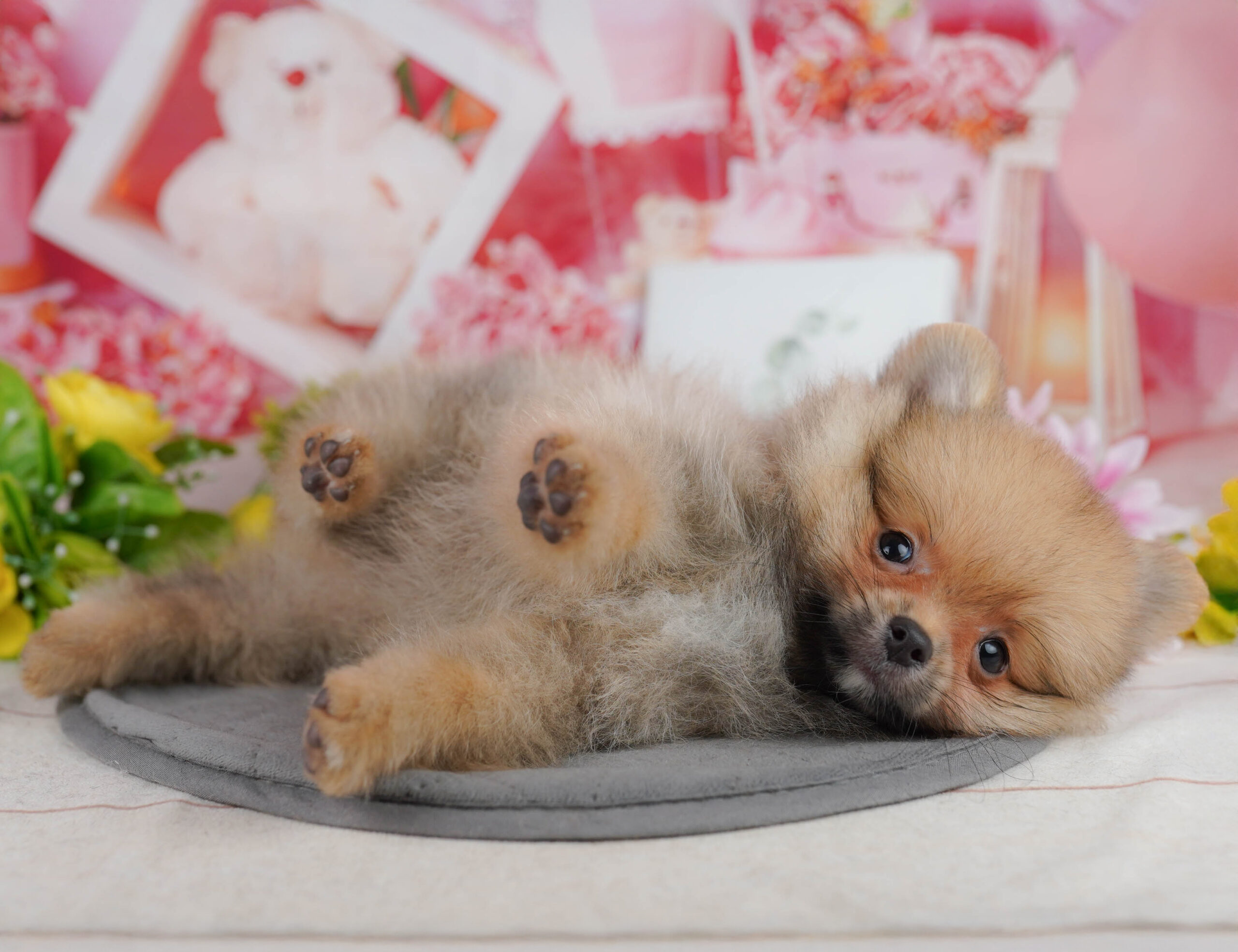 ポメラニアン | 男の子 | オレンジ | 2025年11月5日