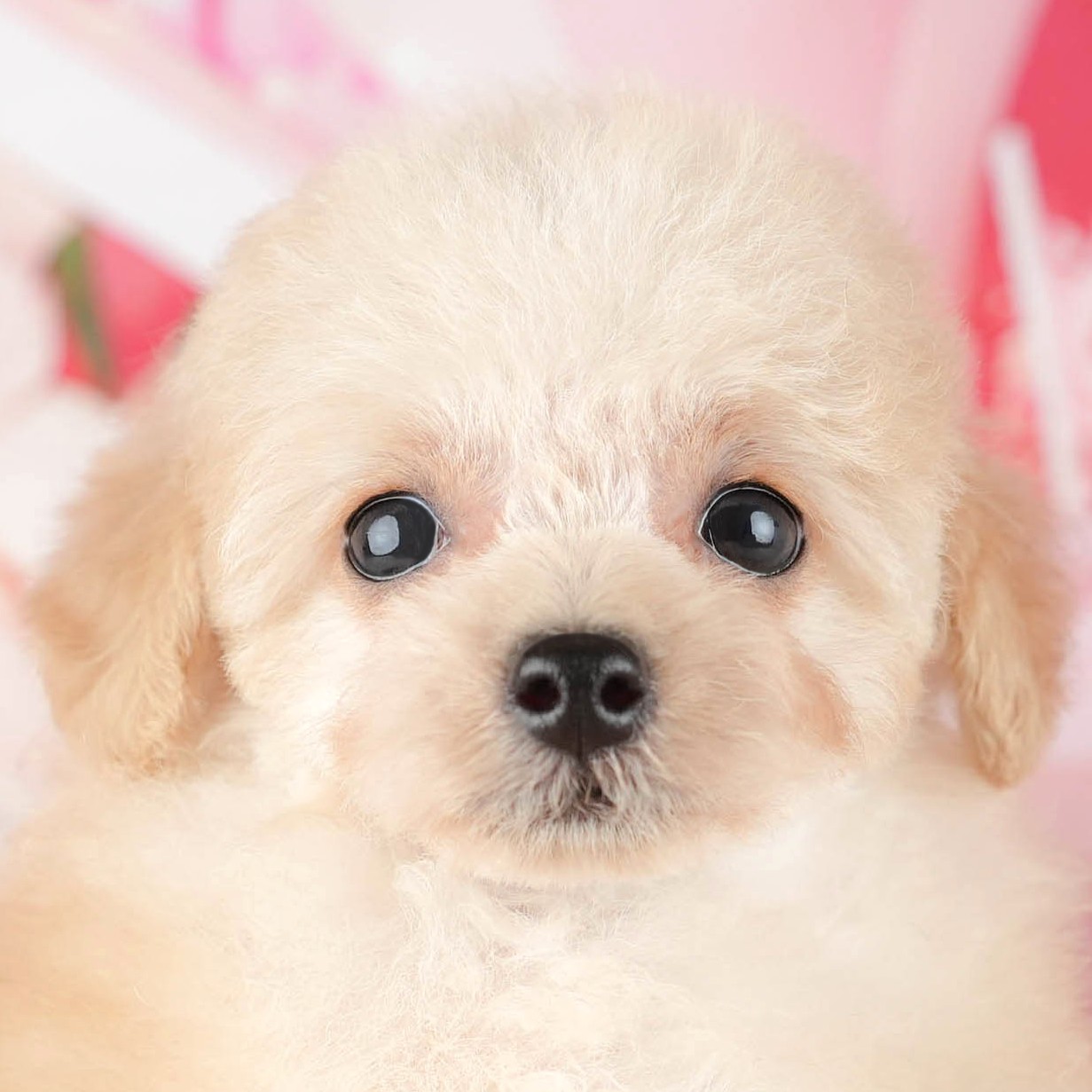 タイニー・プードル | 男の子 | アプリコット | 2025年11月6日