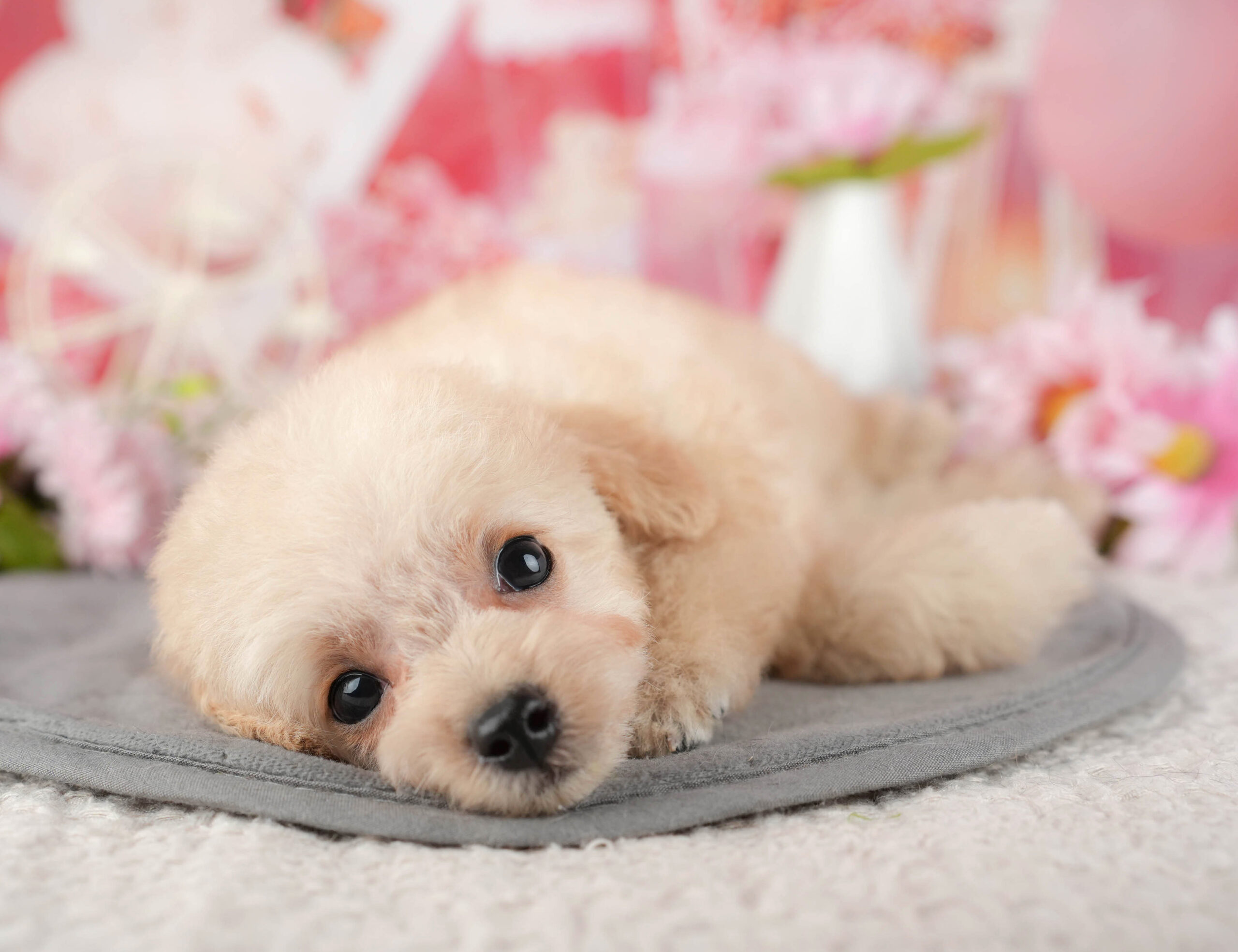 タイニー・プードル | 男の子 | アプリコット | 2025年11月6日