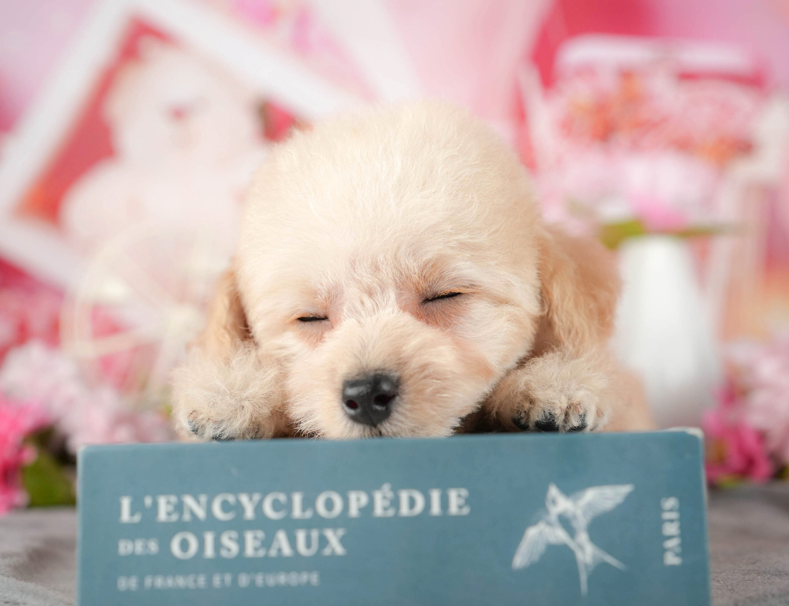 タイニー・プードル | 男の子 | アプリコット | 2025年11月6日