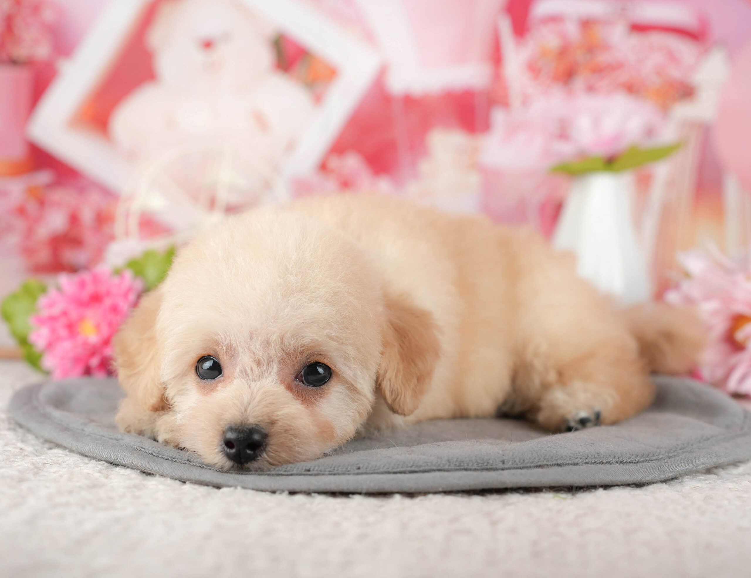 タイニー・プードル | 男の子 | アプリコット | 2025年11月6日