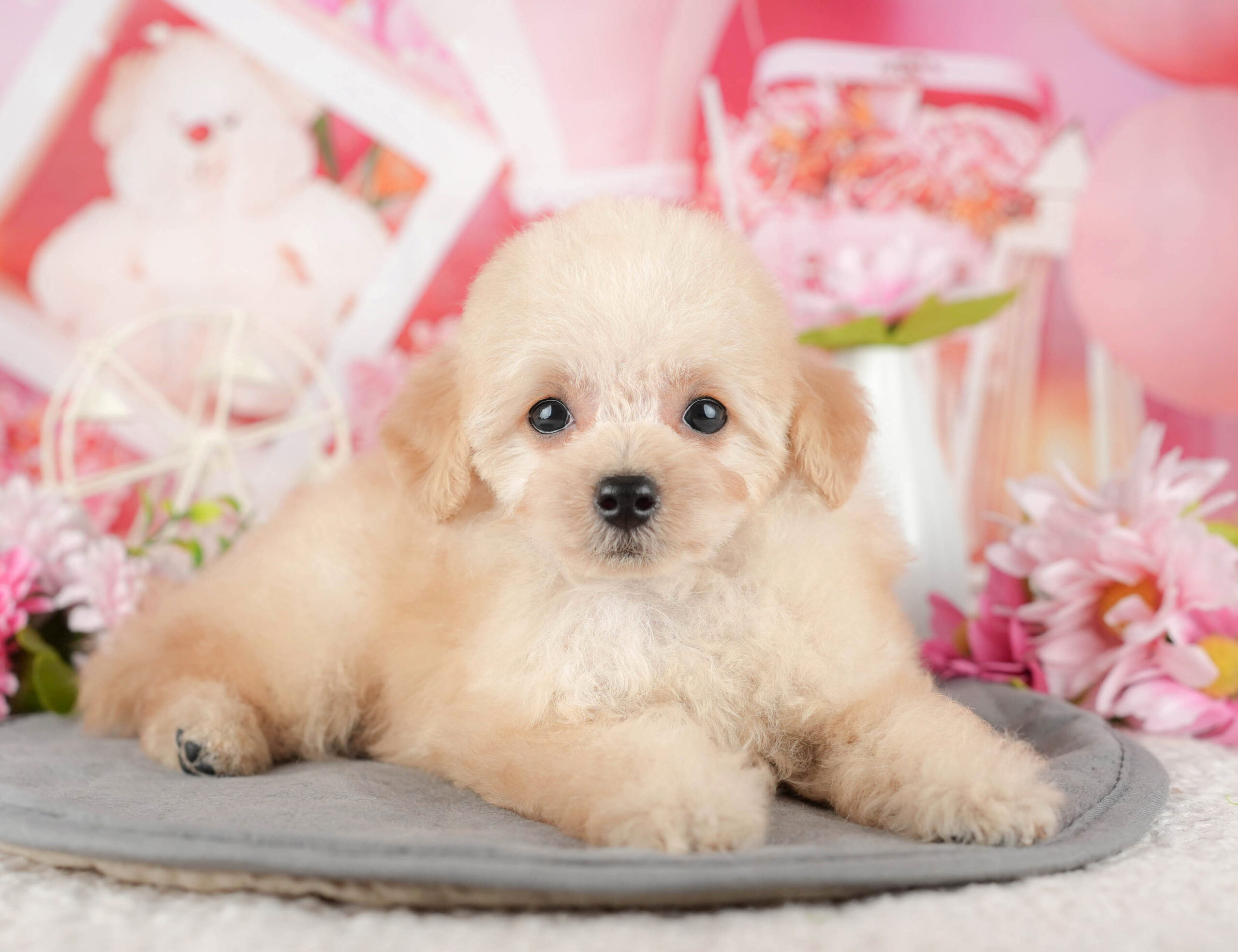 タイニー・プードル | 男の子 | アプリコット | 2025年11月6日