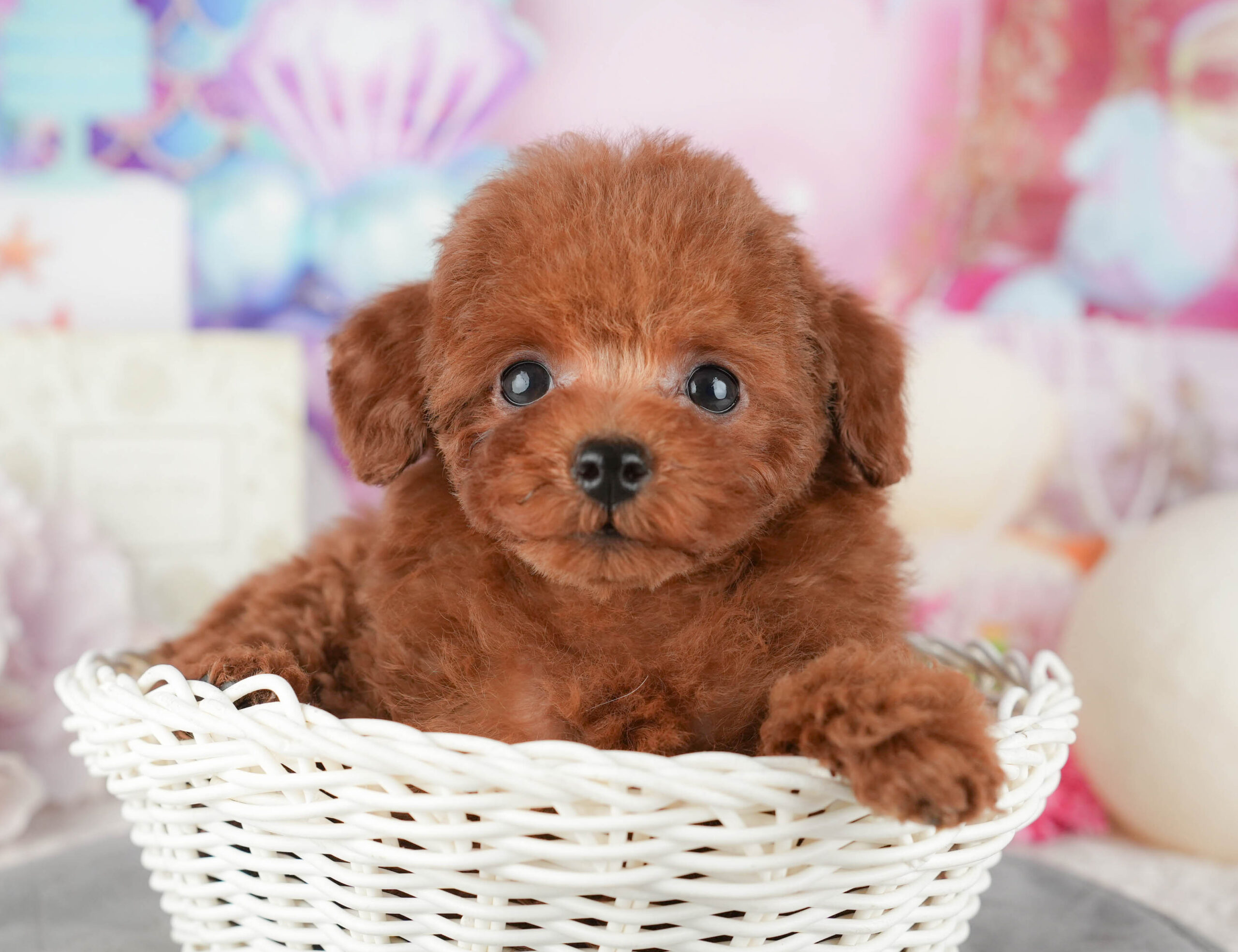 トイ・プードル | 男の子 | レッド | 2025年11月6日