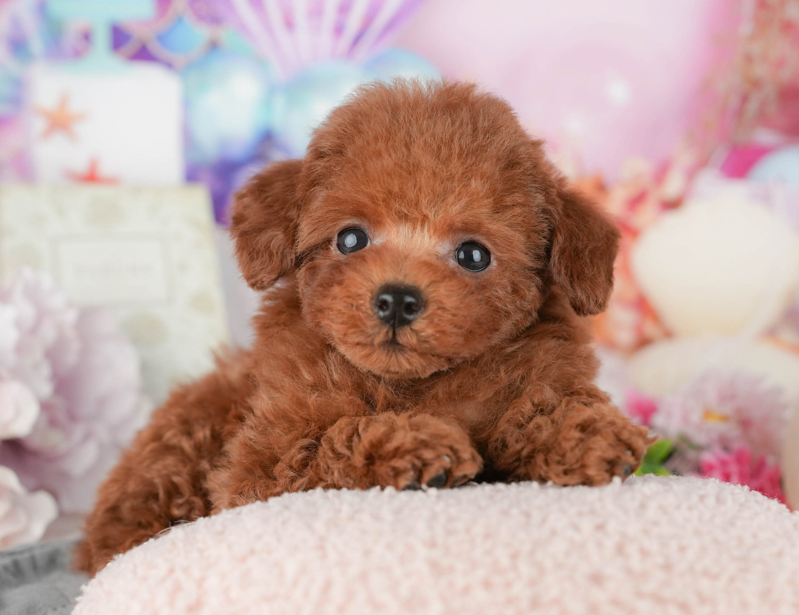 トイ・プードル | 男の子 | レッド | 2025年11月6日