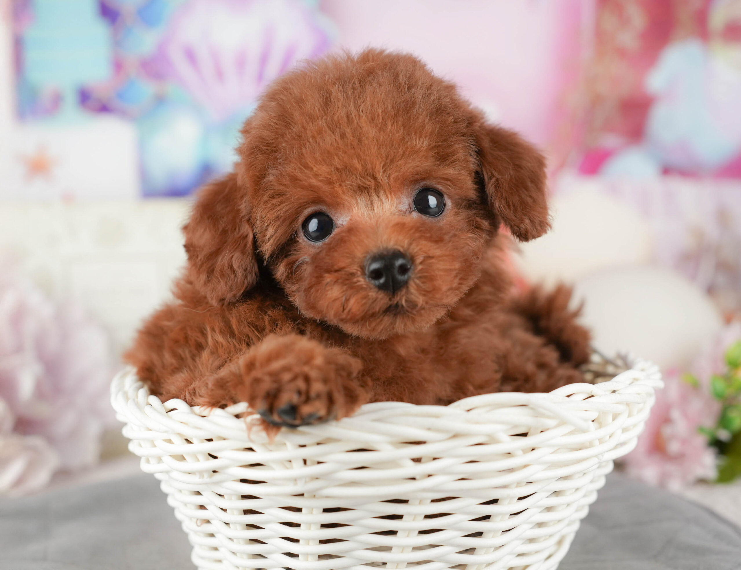 トイ・プードル | 男の子 | レッド | 2025年11月6日