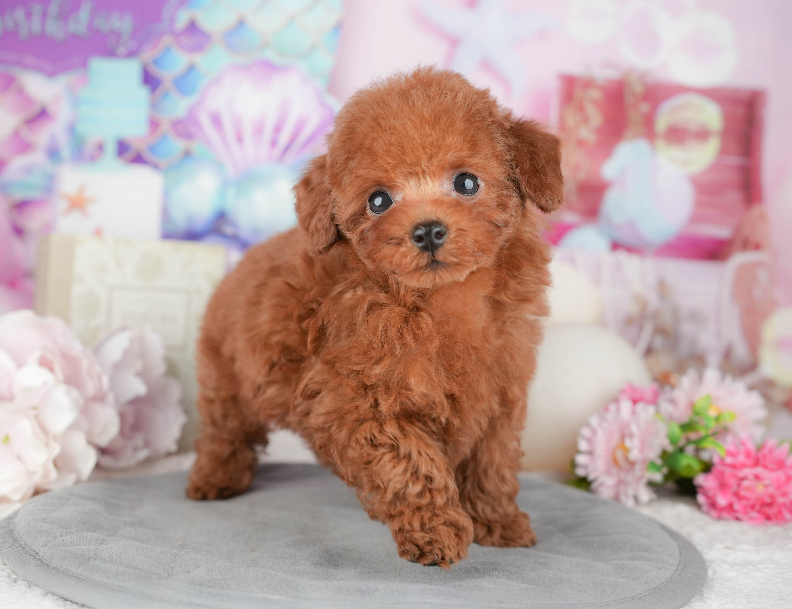 トイ・プードル | 男の子 | レッド | 2025年11月6日