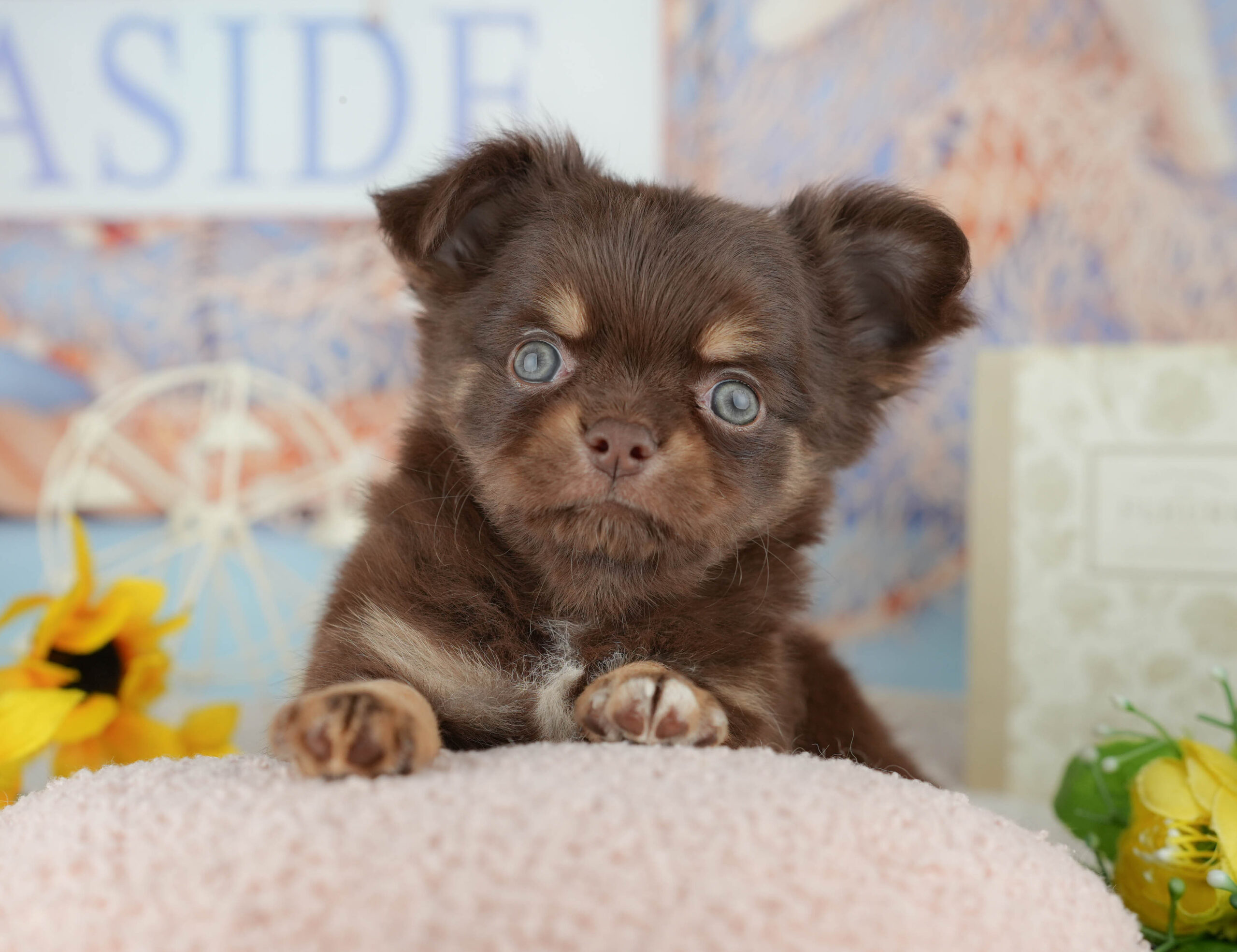 チワワ(ロング) | 男の子 | チョコレートタン＆ホワイト | 2025年11月7日