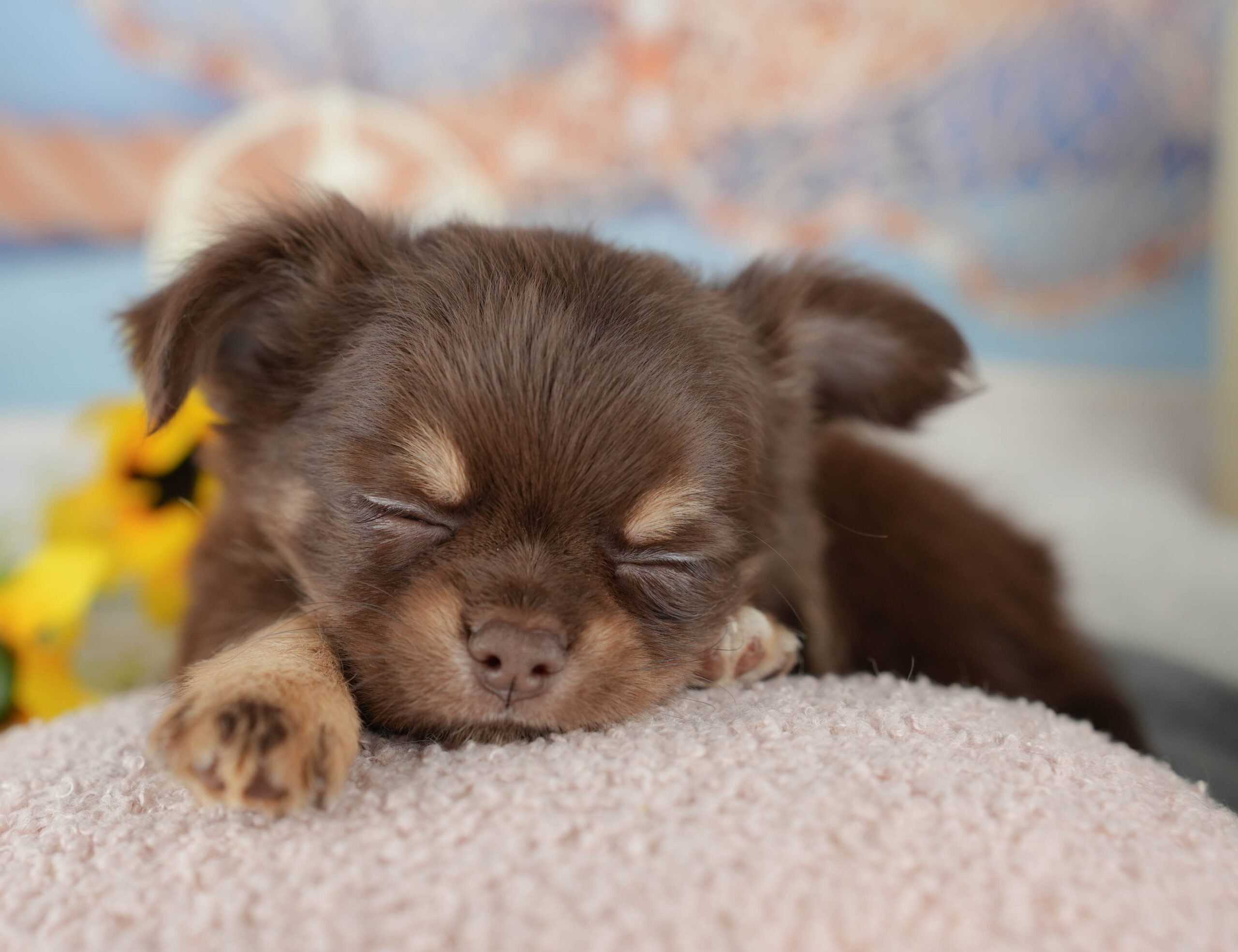 チワワ(ロング) | 男の子 | チョコレートタン＆ホワイト | 2025年11月7日
