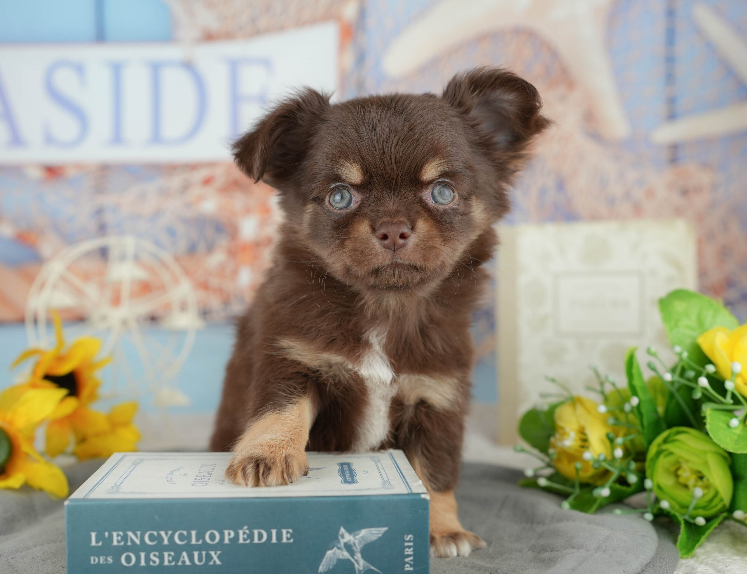 チワワ(ロング) | 男の子 | チョコレートタン＆ホワイト | 2025年11月7日