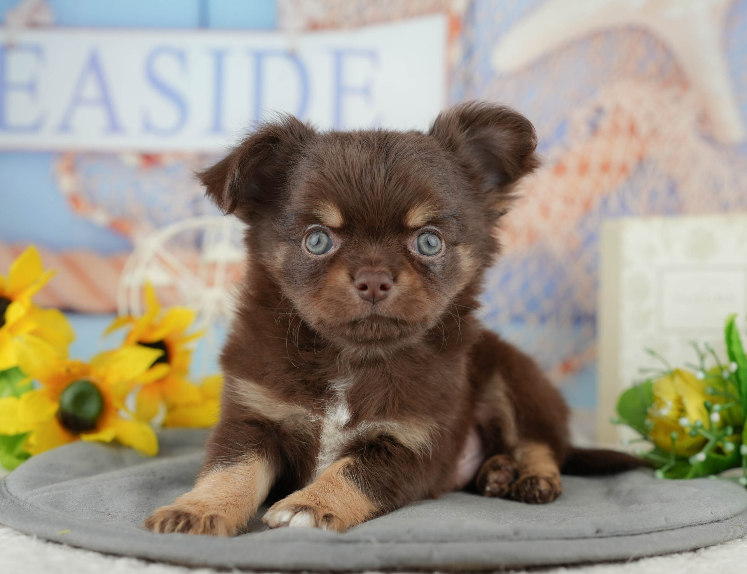 チワワ(ロング) | 男の子 | チョコレートタン＆ホワイト | 2025年11月7日