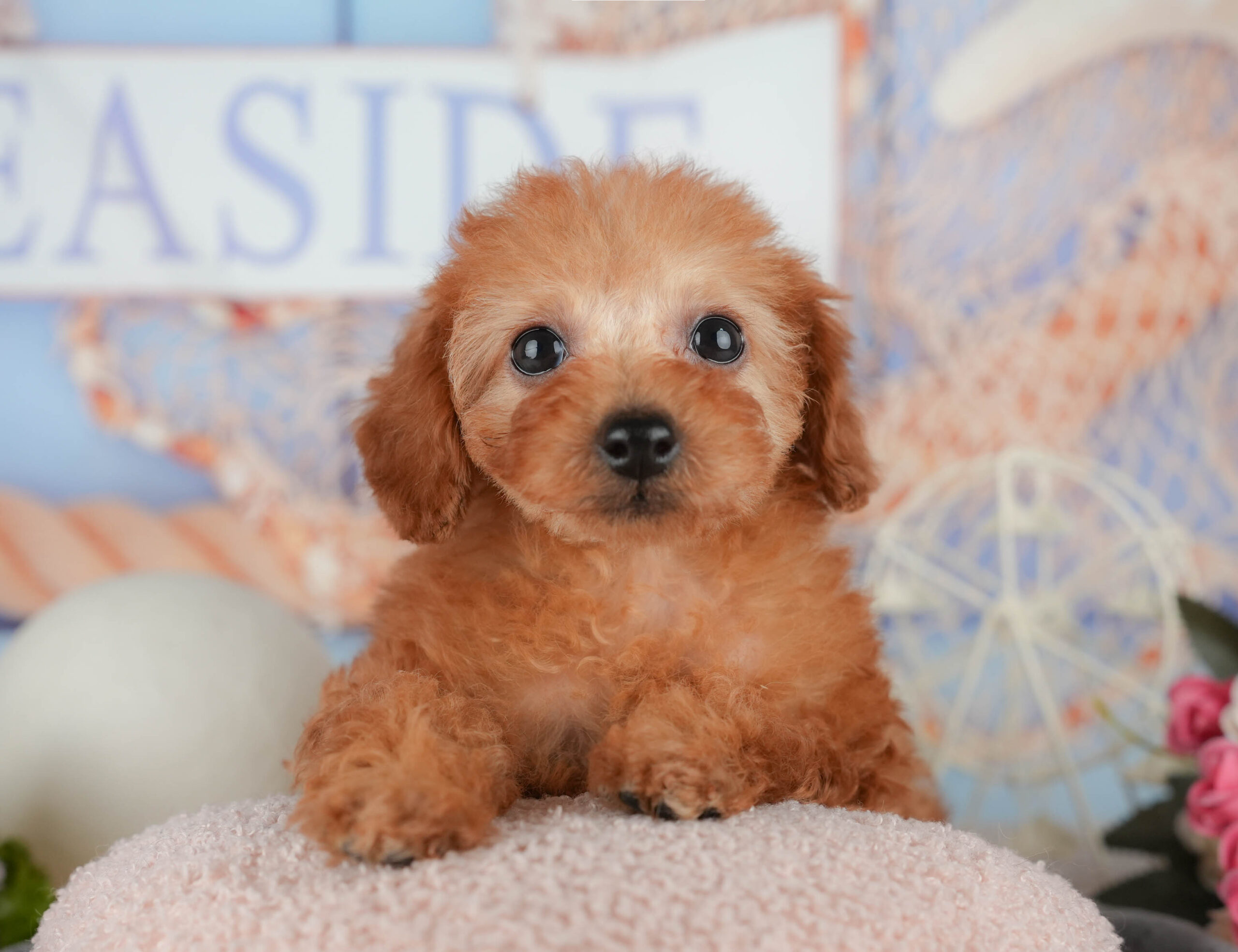 トイ・プードル | 女の子 | レッド | 2025年11月7日