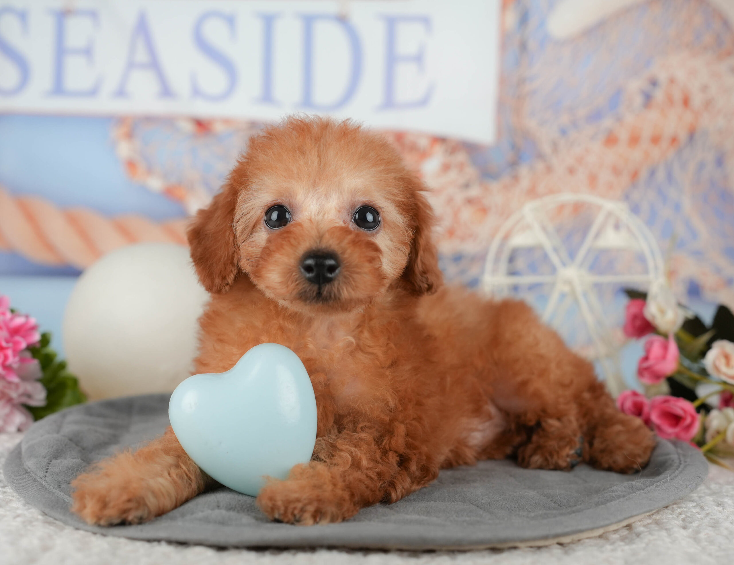 トイ・プードル | 女の子 | レッド | 2025年11月7日