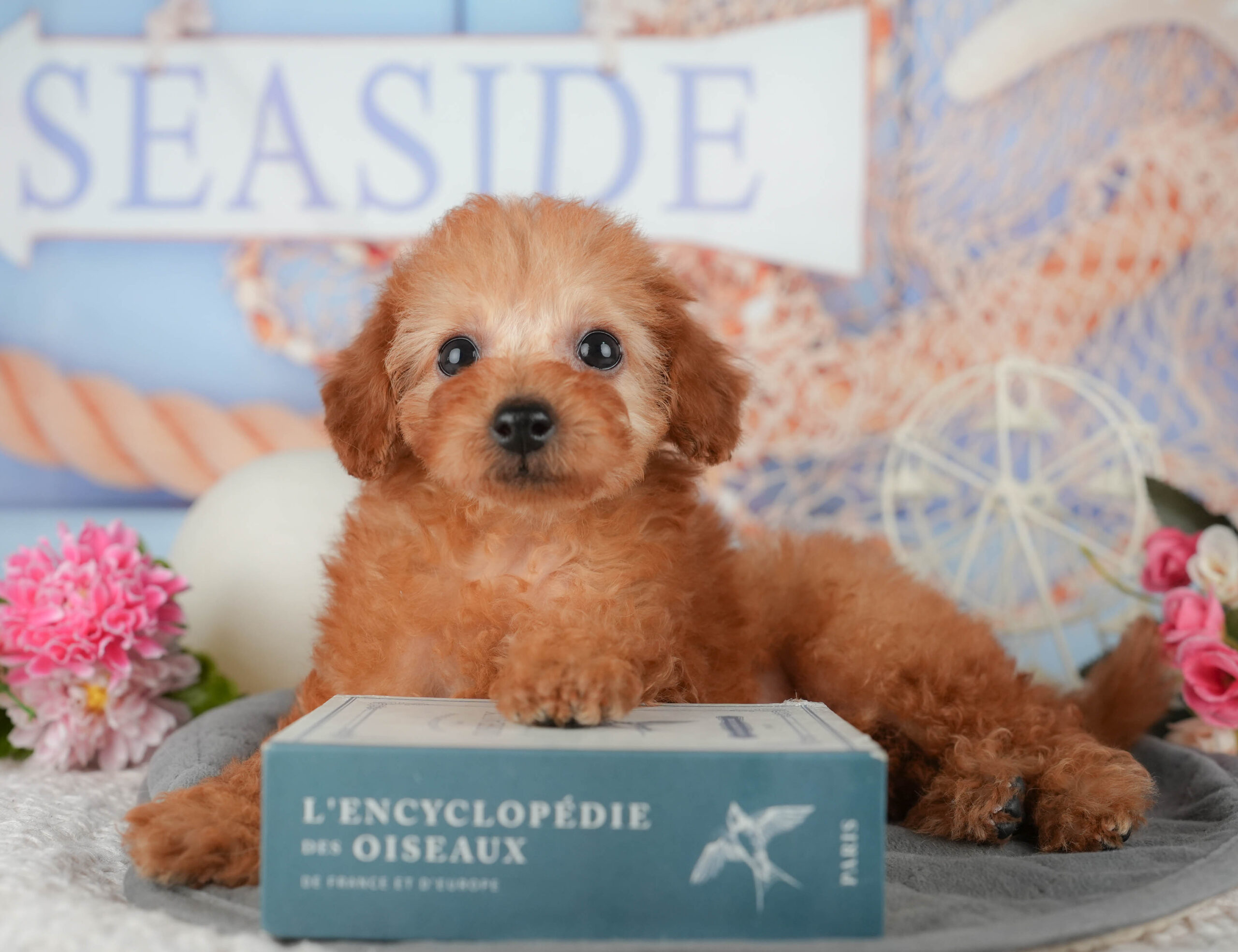 トイ・プードル | 女の子 | レッド | 2025年11月7日