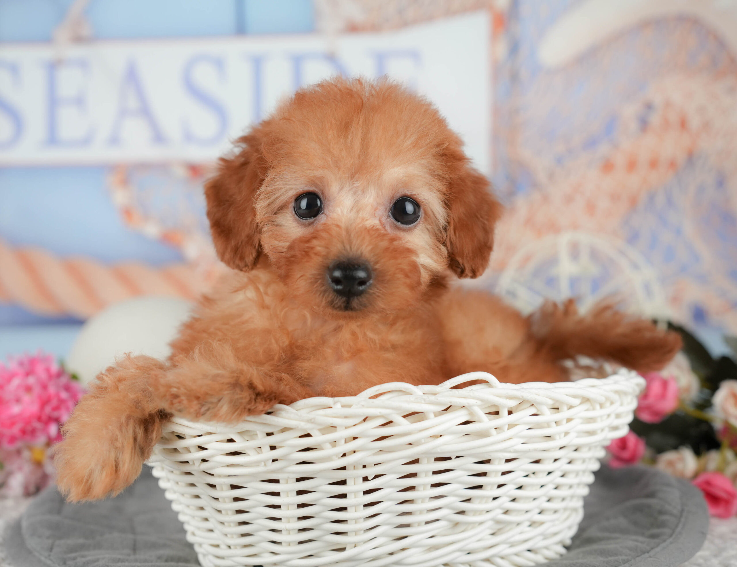 トイ・プードル | 女の子 | レッド | 2025年11月7日