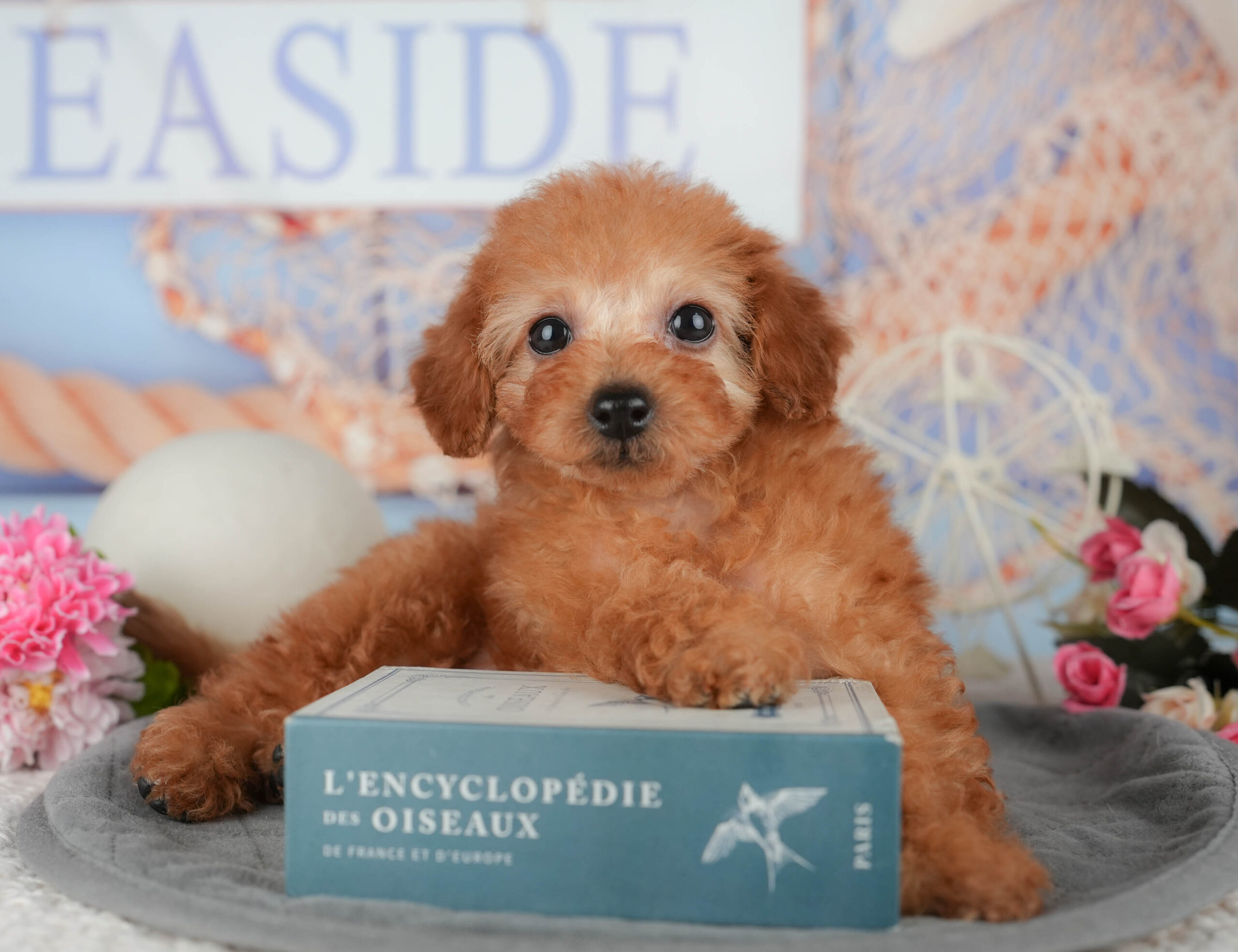 トイ・プードル | 女の子 | レッド | 2025年11月7日