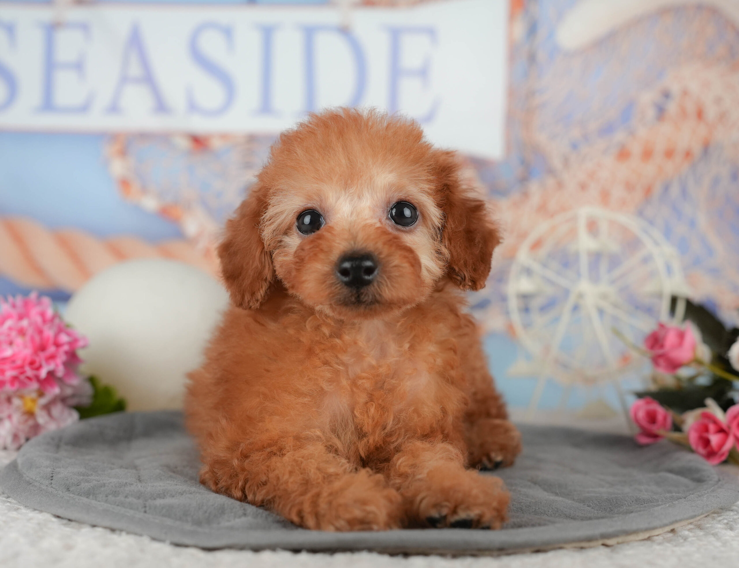 トイ・プードル | 女の子 | レッド | 2025年11月7日