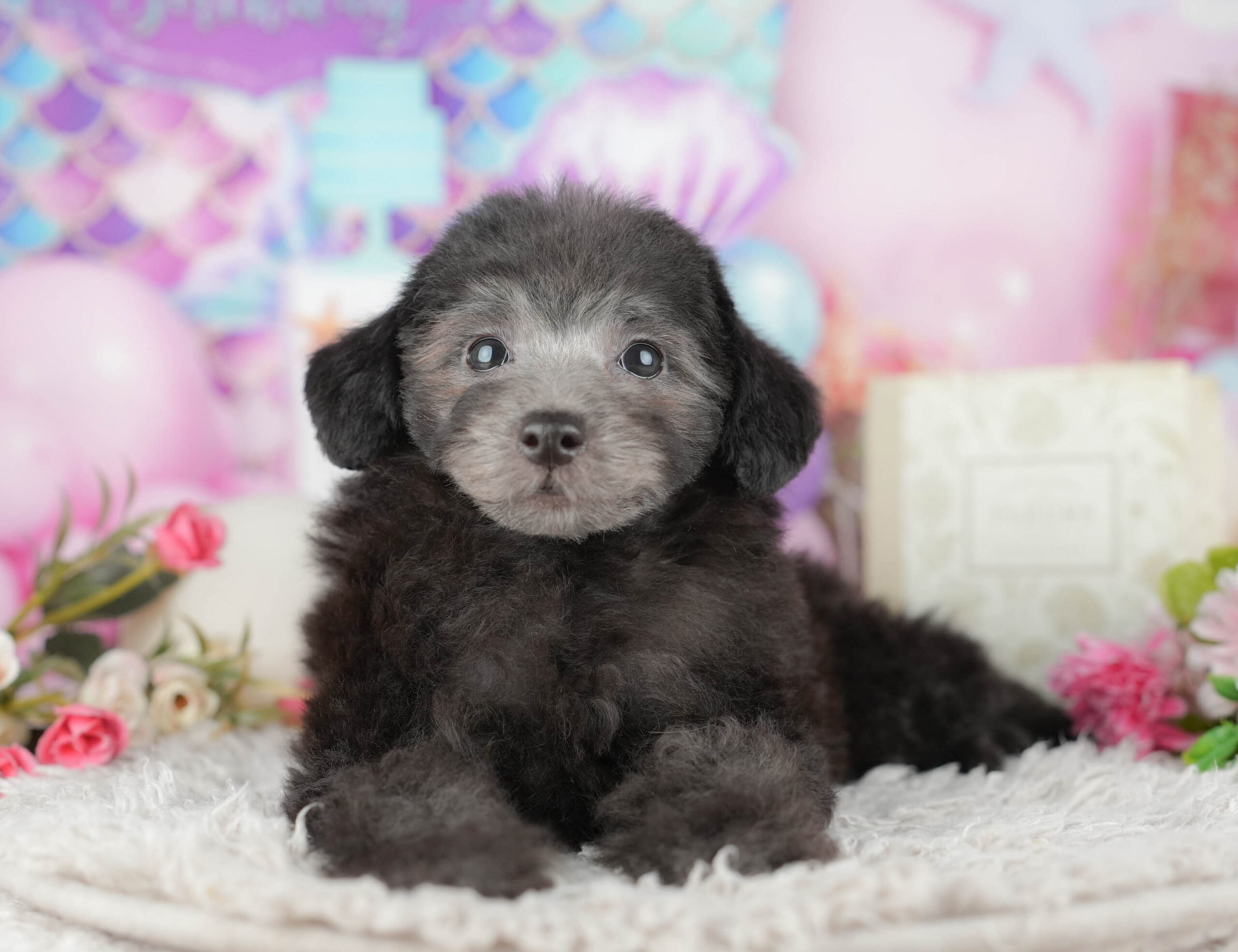 トイ・プードル | 男の子 | シルバー | 2025年11月9日