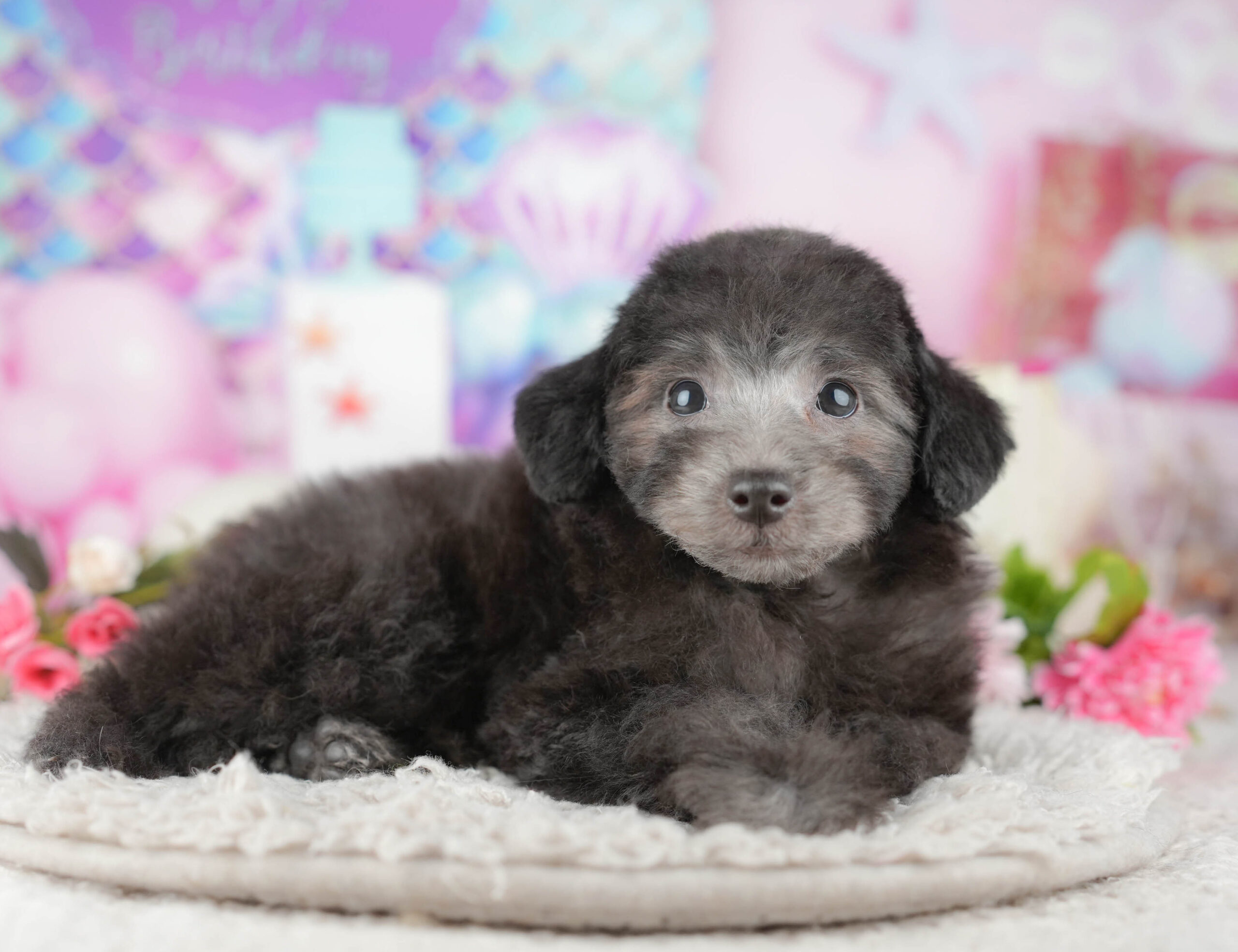 トイ・プードル | 男の子 | シルバー | 2025年11月9日