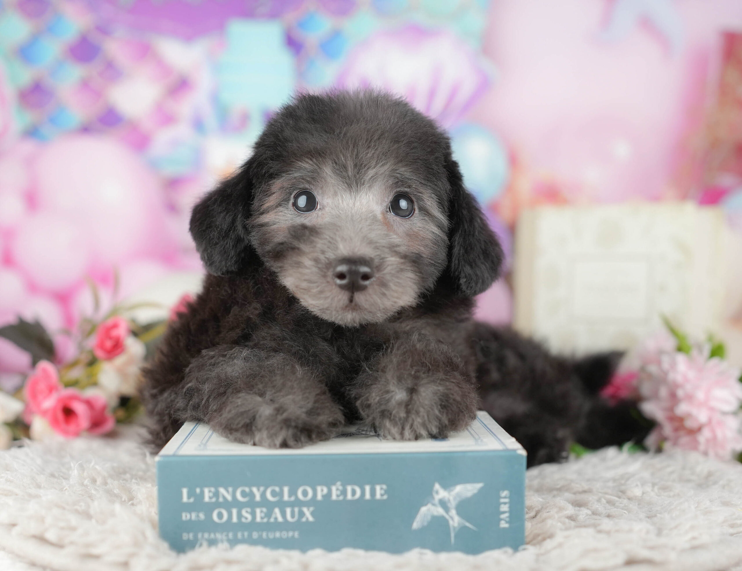 トイ・プードル | 男の子 | シルバー | 2025年11月9日