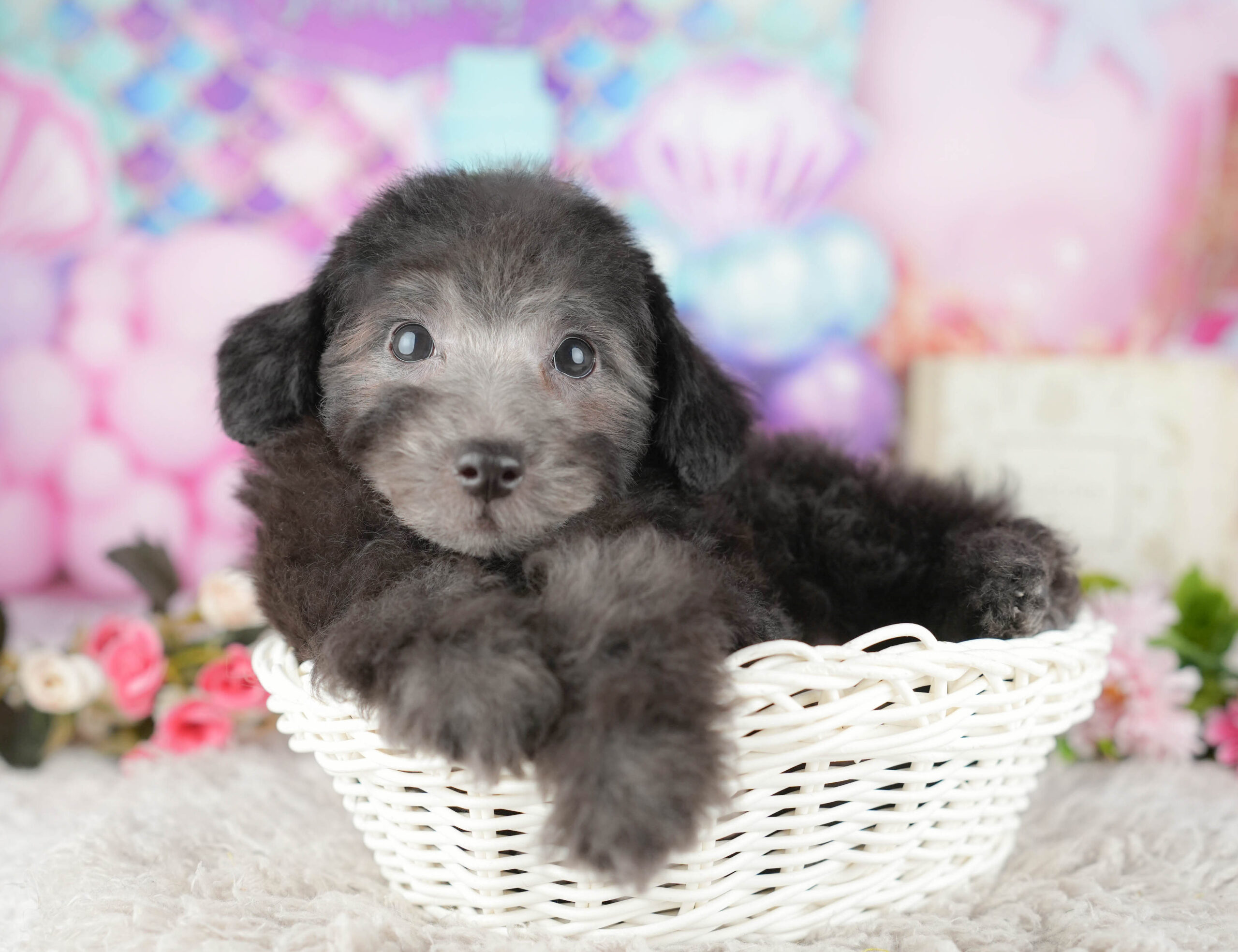 トイ・プードル | 男の子 | シルバー | 2025年11月9日