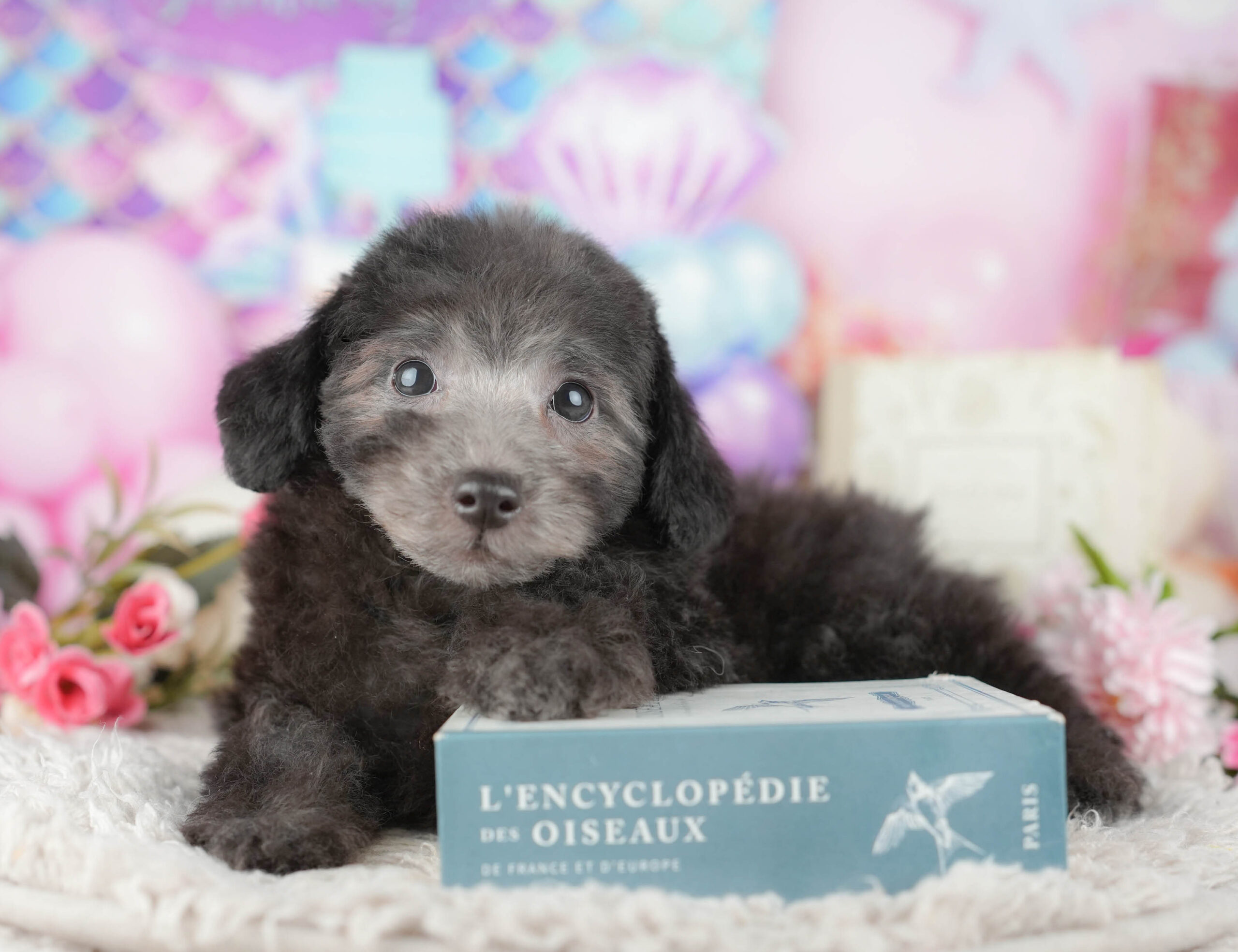 トイ・プードル | 男の子 | シルバー | 2025年11月9日