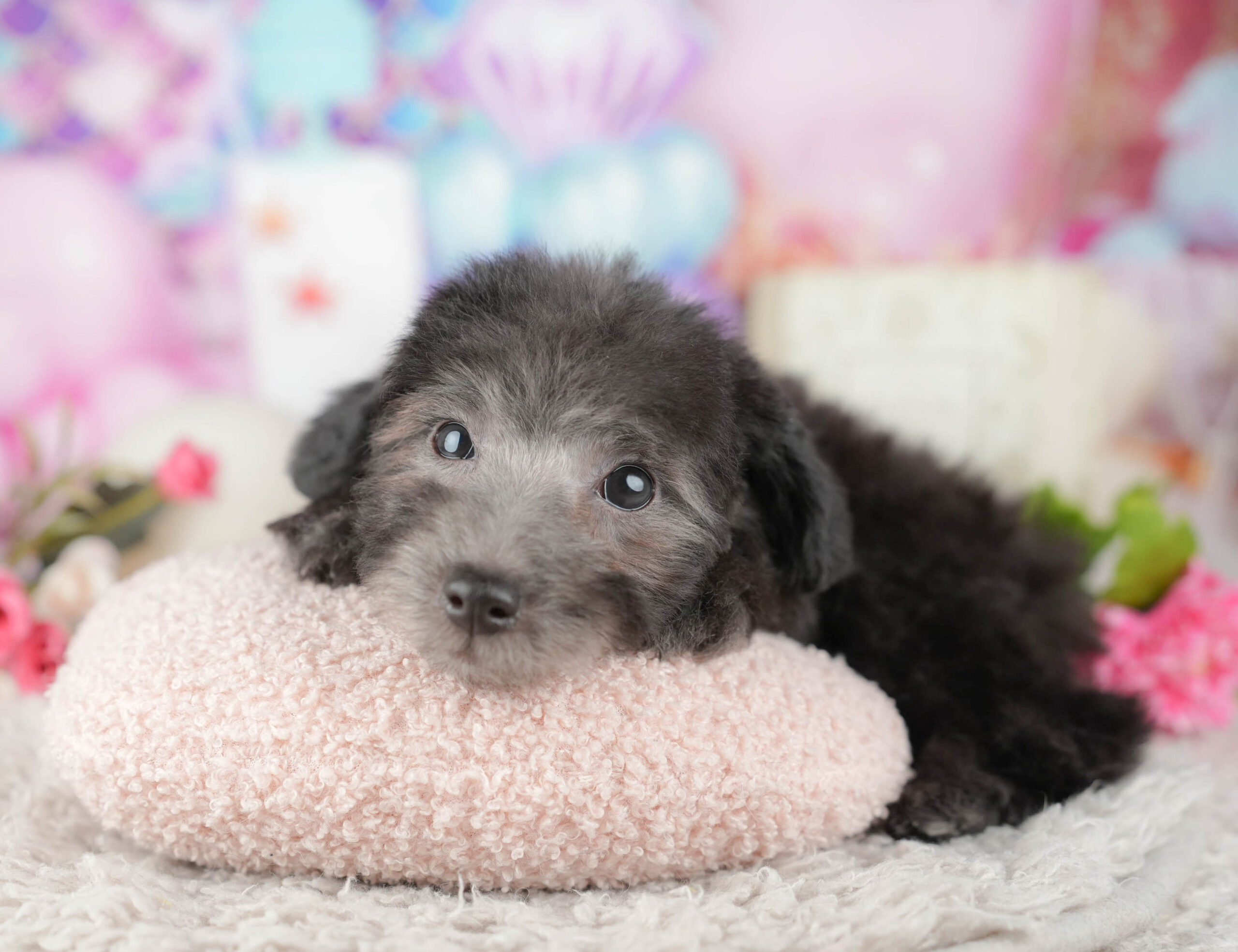 トイ・プードル | 男の子 | シルバー | 2025年11月9日