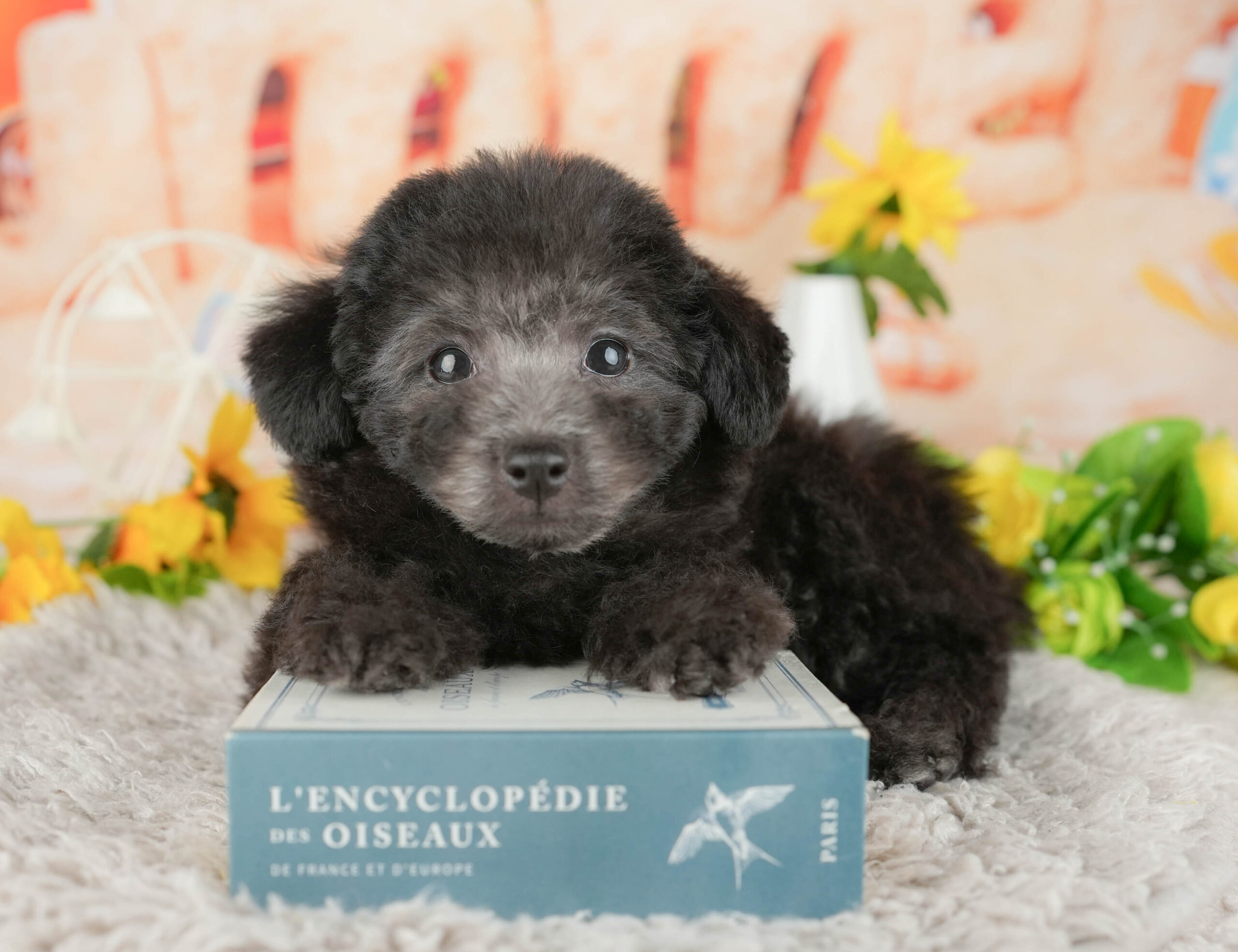 トイ・プードル | 男の子 | シルバー | 2025年11月9日