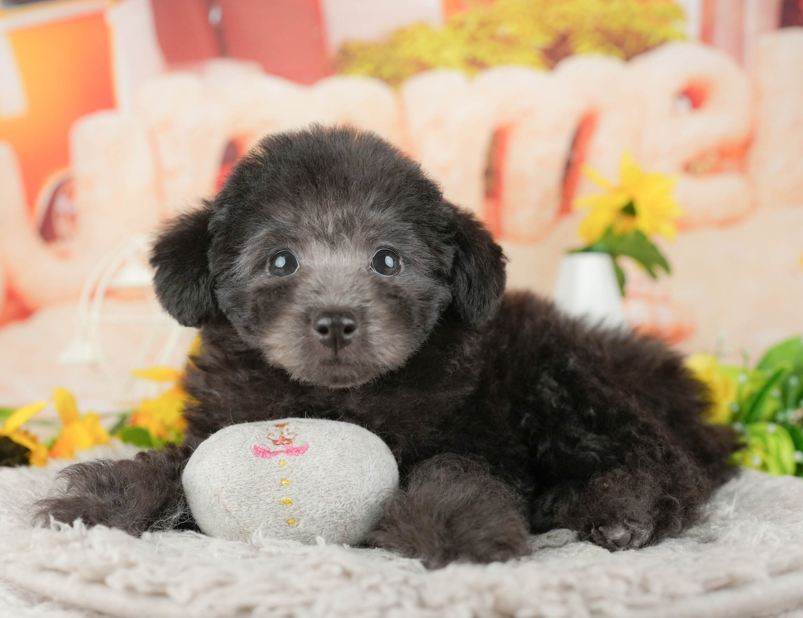 トイ・プードル | 男の子 | シルバー | 2025年11月9日