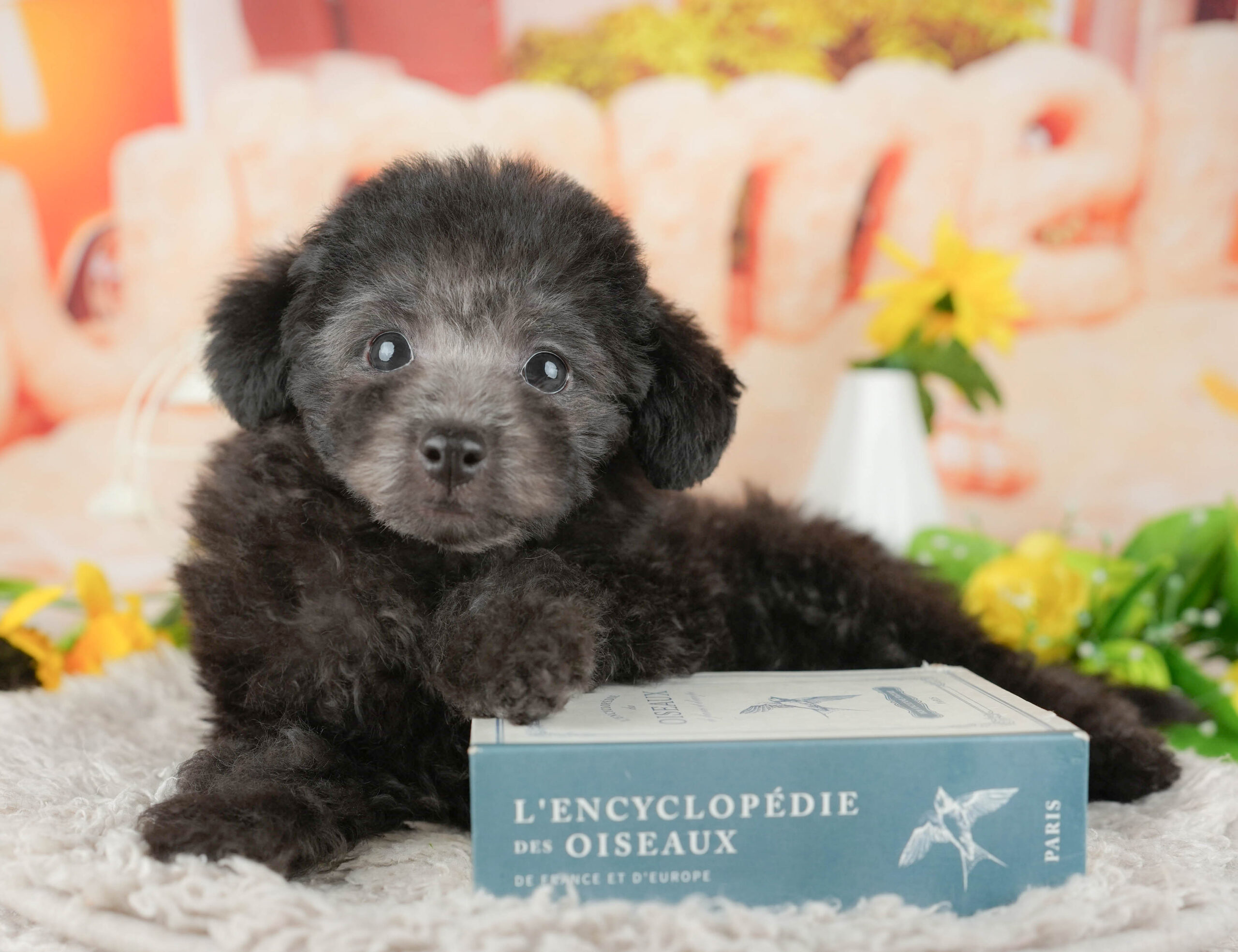 トイ・プードル | 男の子 | シルバー | 2025年11月9日