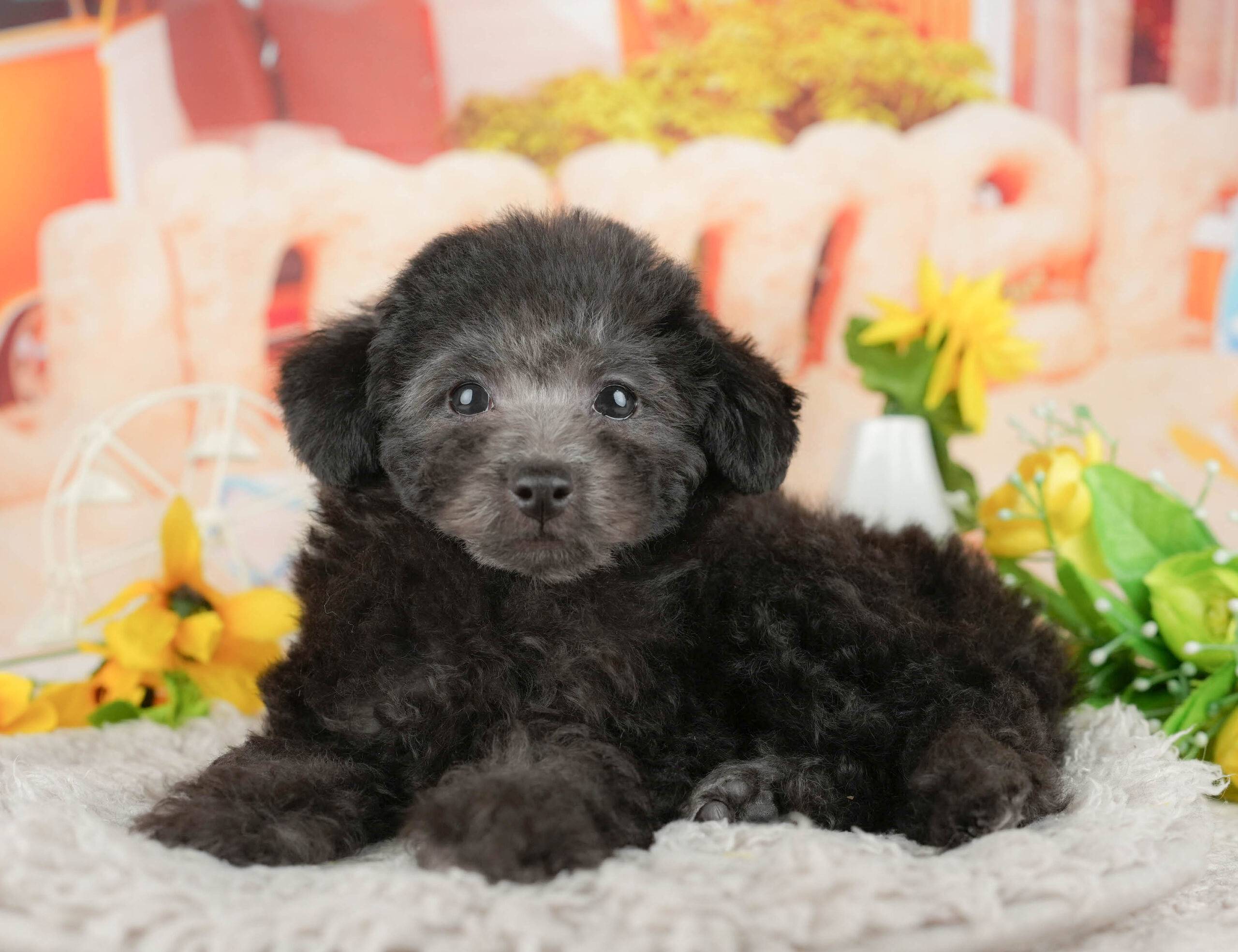 トイ・プードル | 男の子 | シルバー | 2025年11月9日