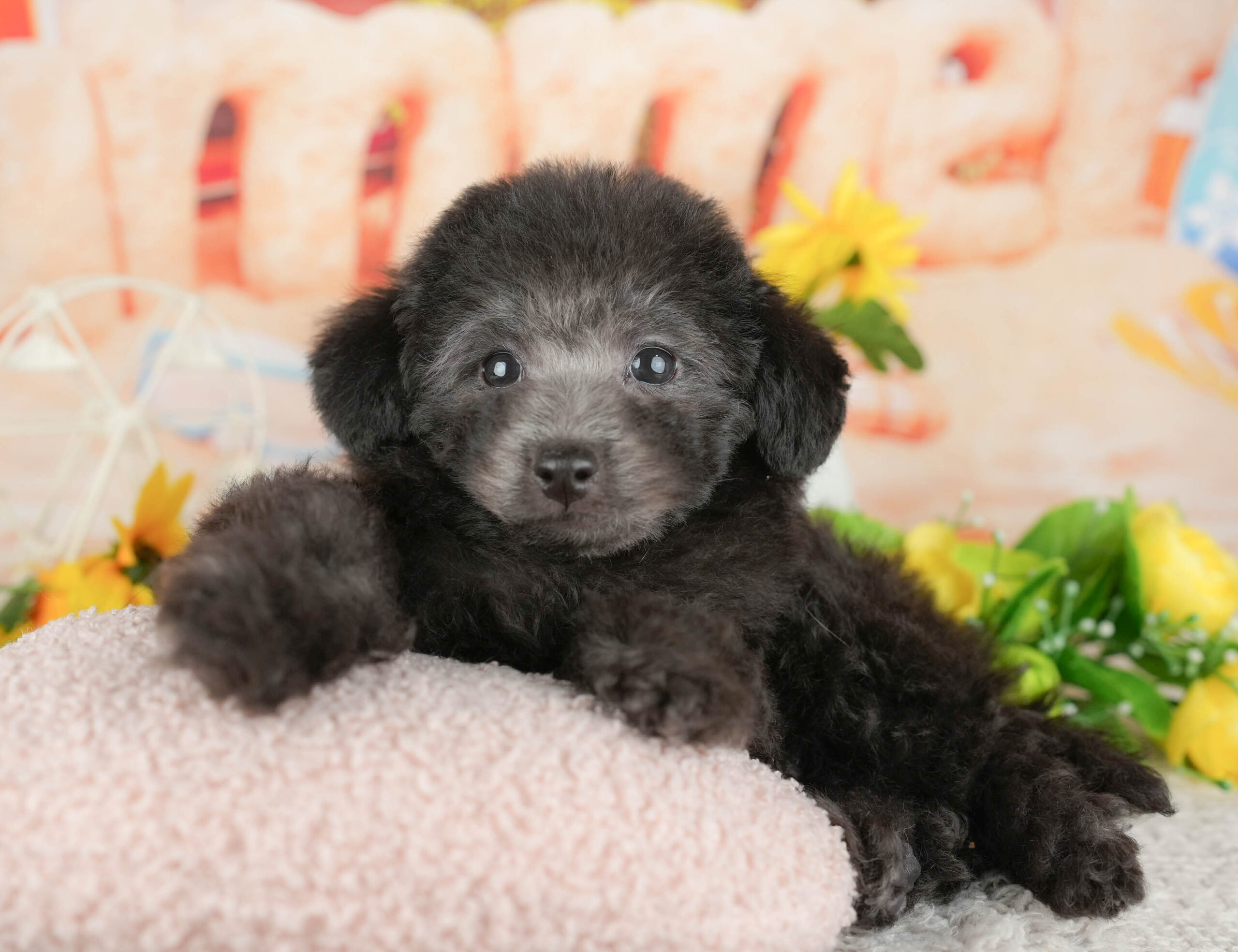 トイ・プードル | 男の子 | シルバー | 2025年11月9日