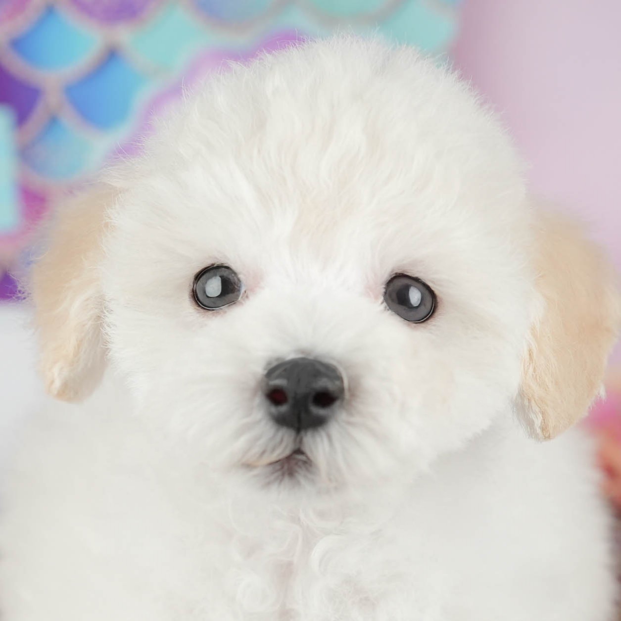 タイニー・プードル | 男の子 | ホワイト | 2025年11月12日