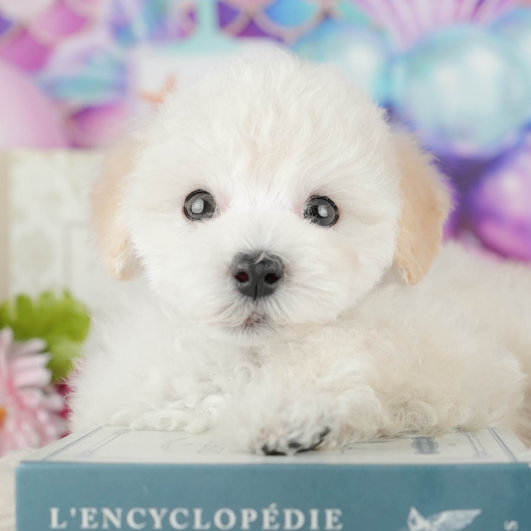 タイニー・プードル | 男の子 | ホワイト | 2025年11月12日