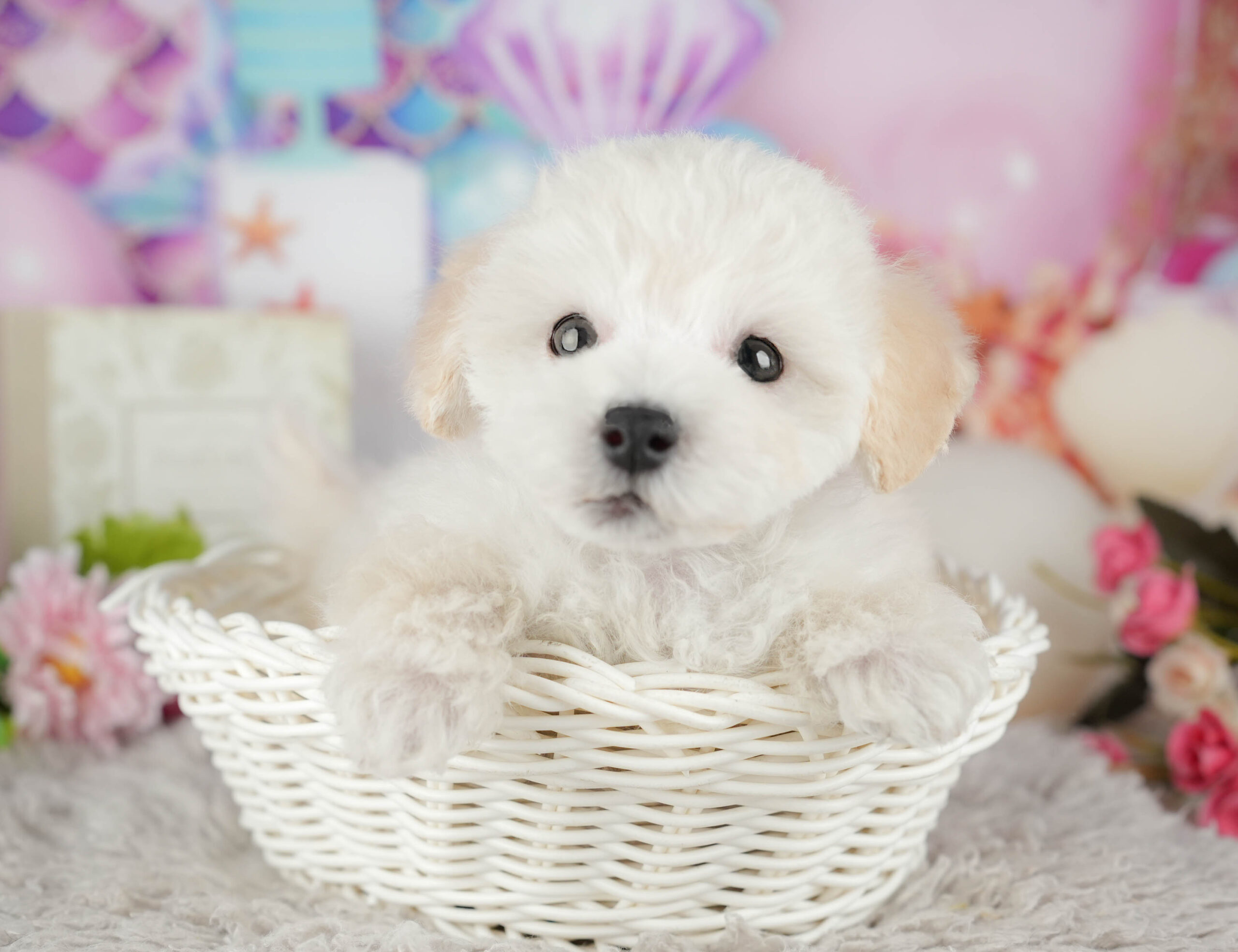 タイニー・プードル | 男の子 | ホワイト | 2025年11月12日