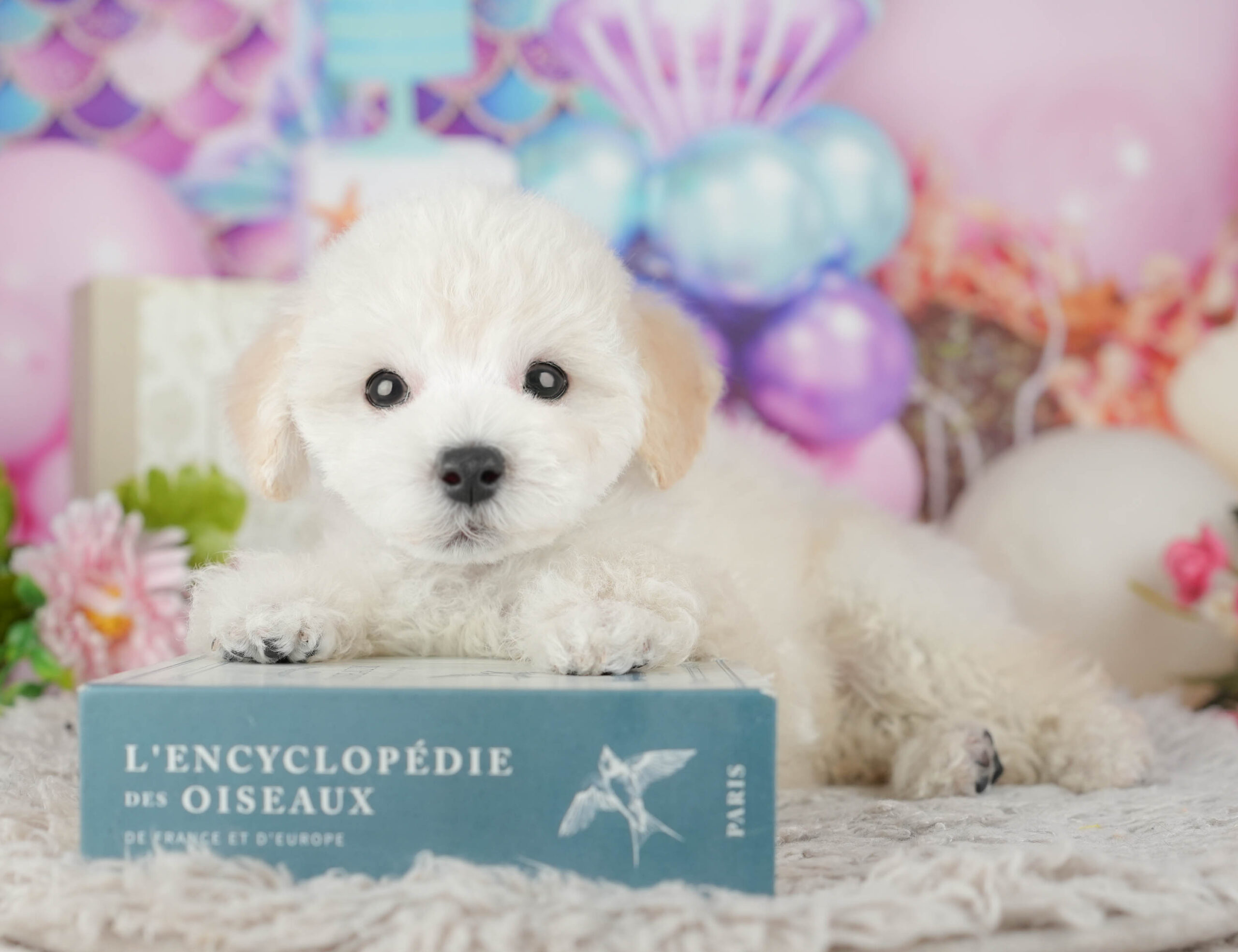 タイニー・プードル | 男の子 | ホワイト | 2025年11月12日