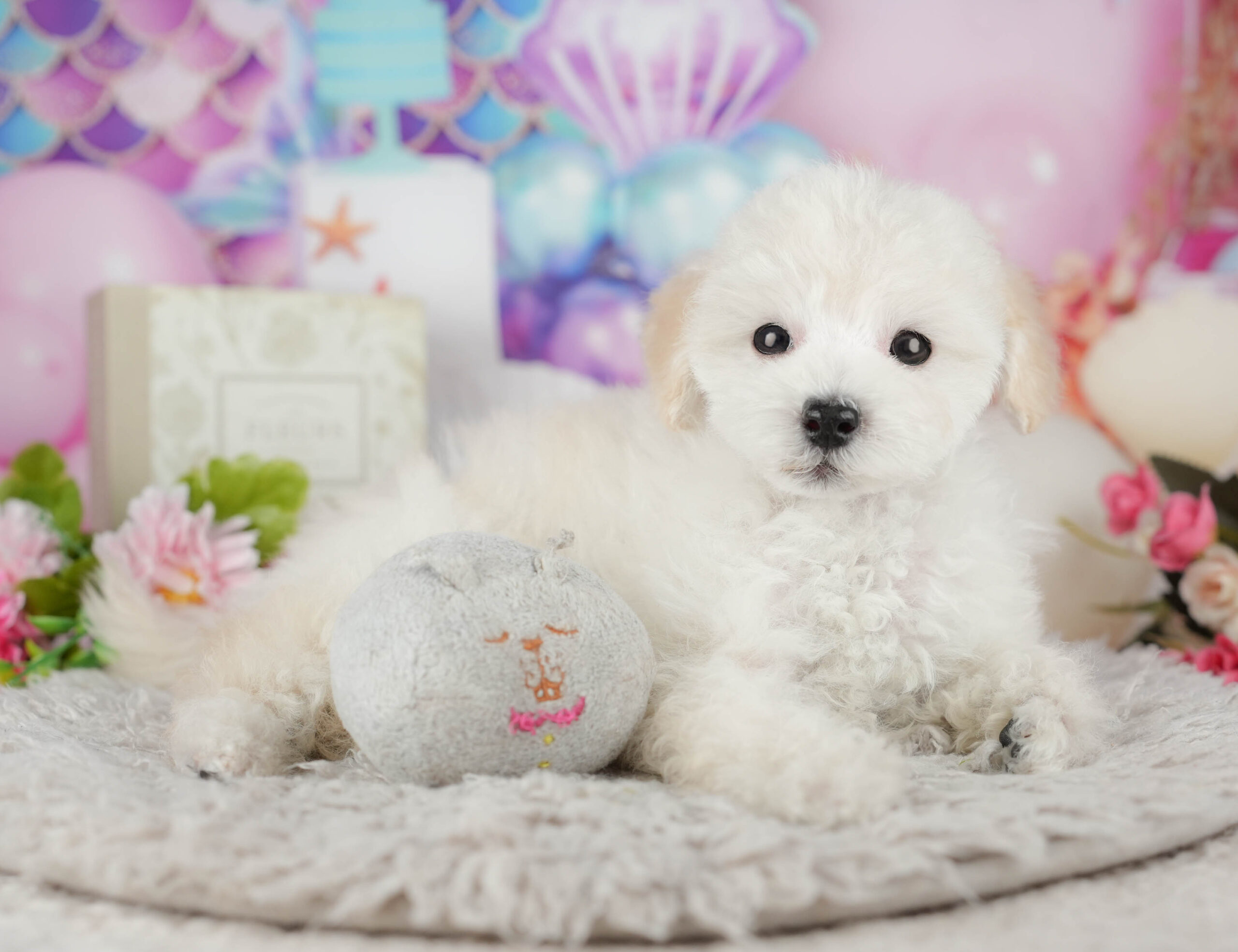 タイニー・プードル | 男の子 | ホワイト | 2025年11月12日