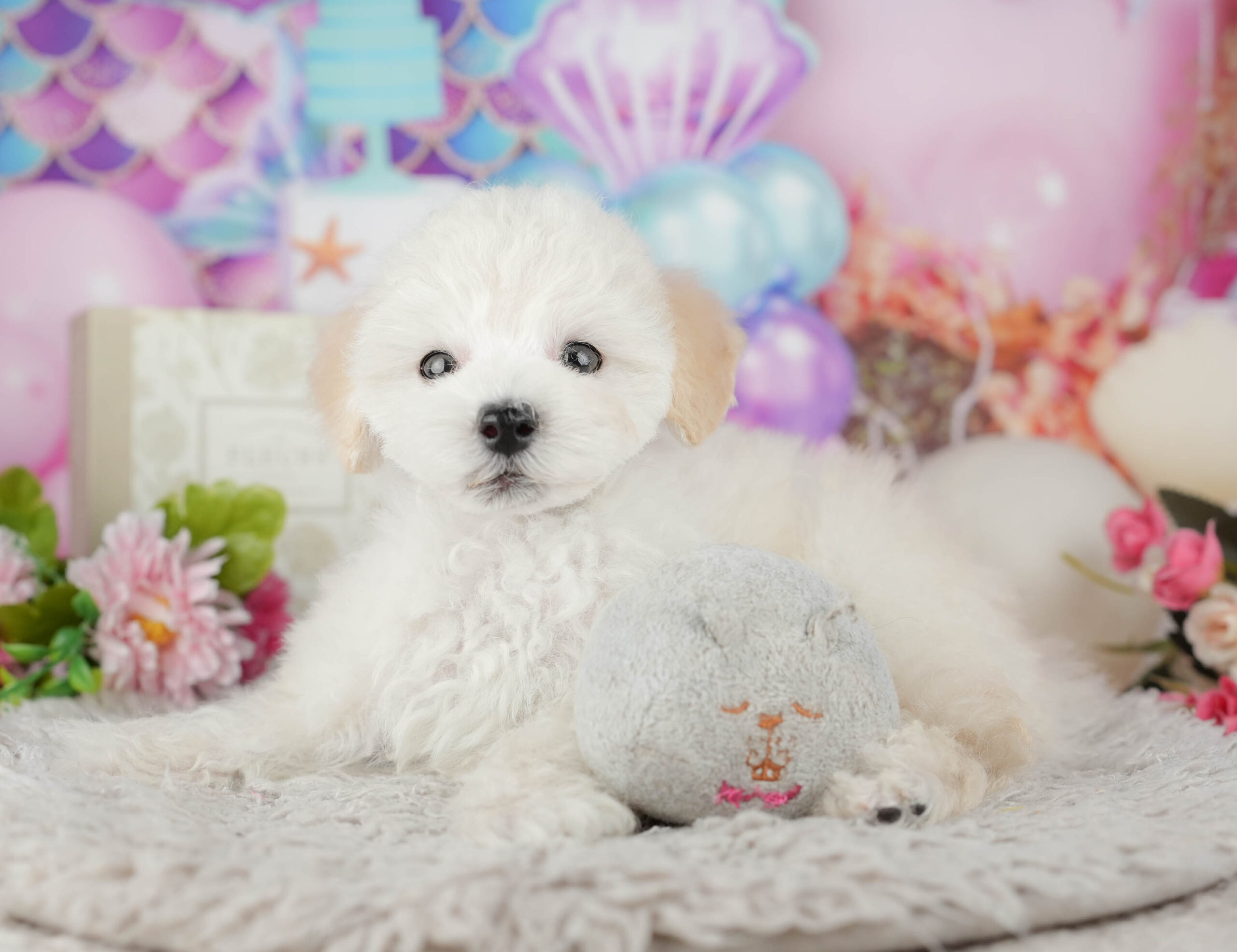 タイニー・プードル | 男の子 | ホワイト | 2025年11月12日