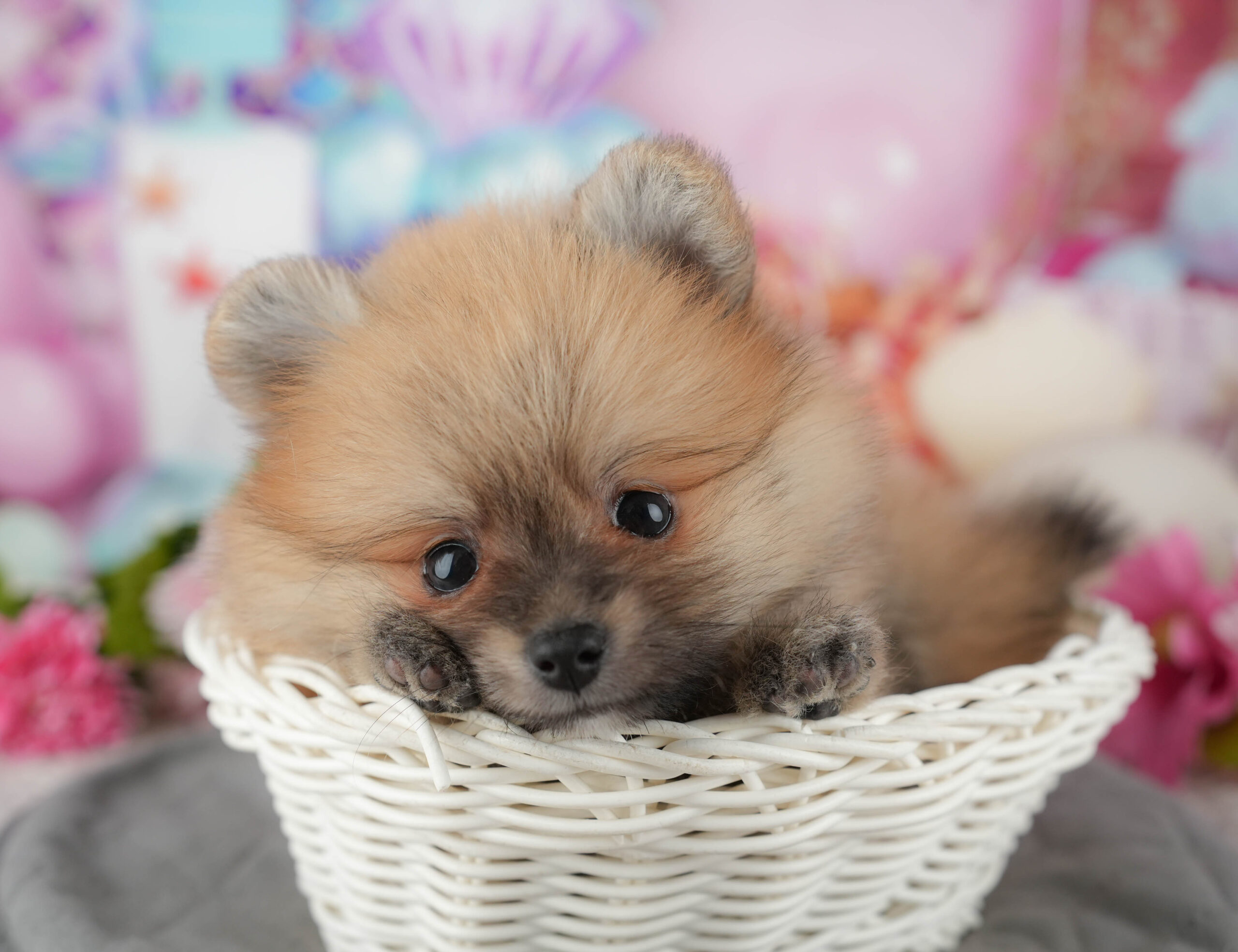 ポメラニアン | 男の子 | オレンジセーブル | 2025年11月14日