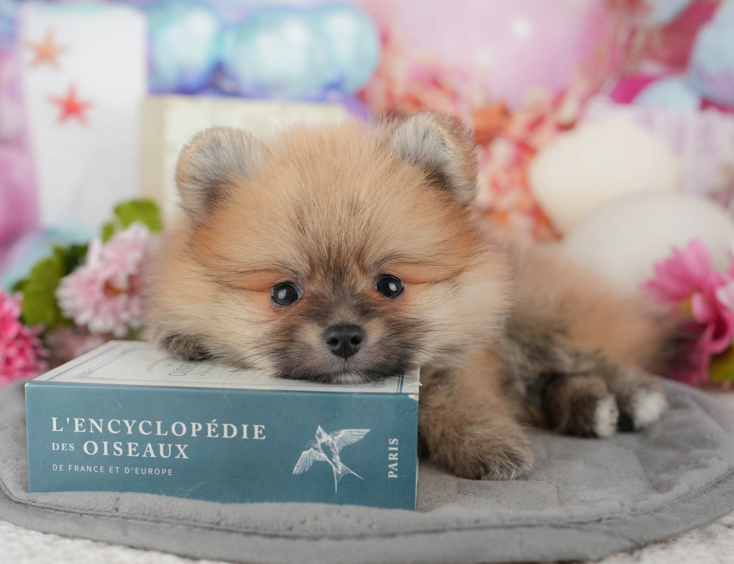 ポメラニアン | 男の子 | オレンジセーブル | 2025年11月14日