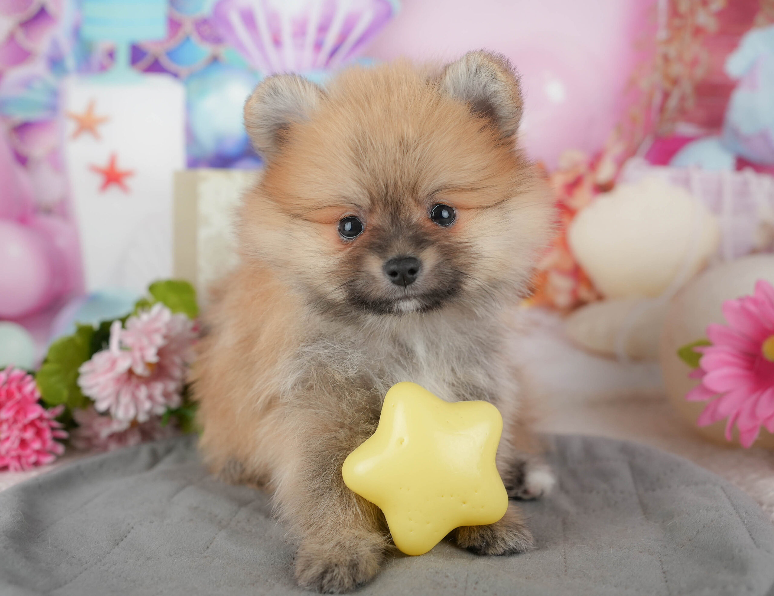 ポメラニアン | 男の子 | オレンジセーブル | 2025年11月14日