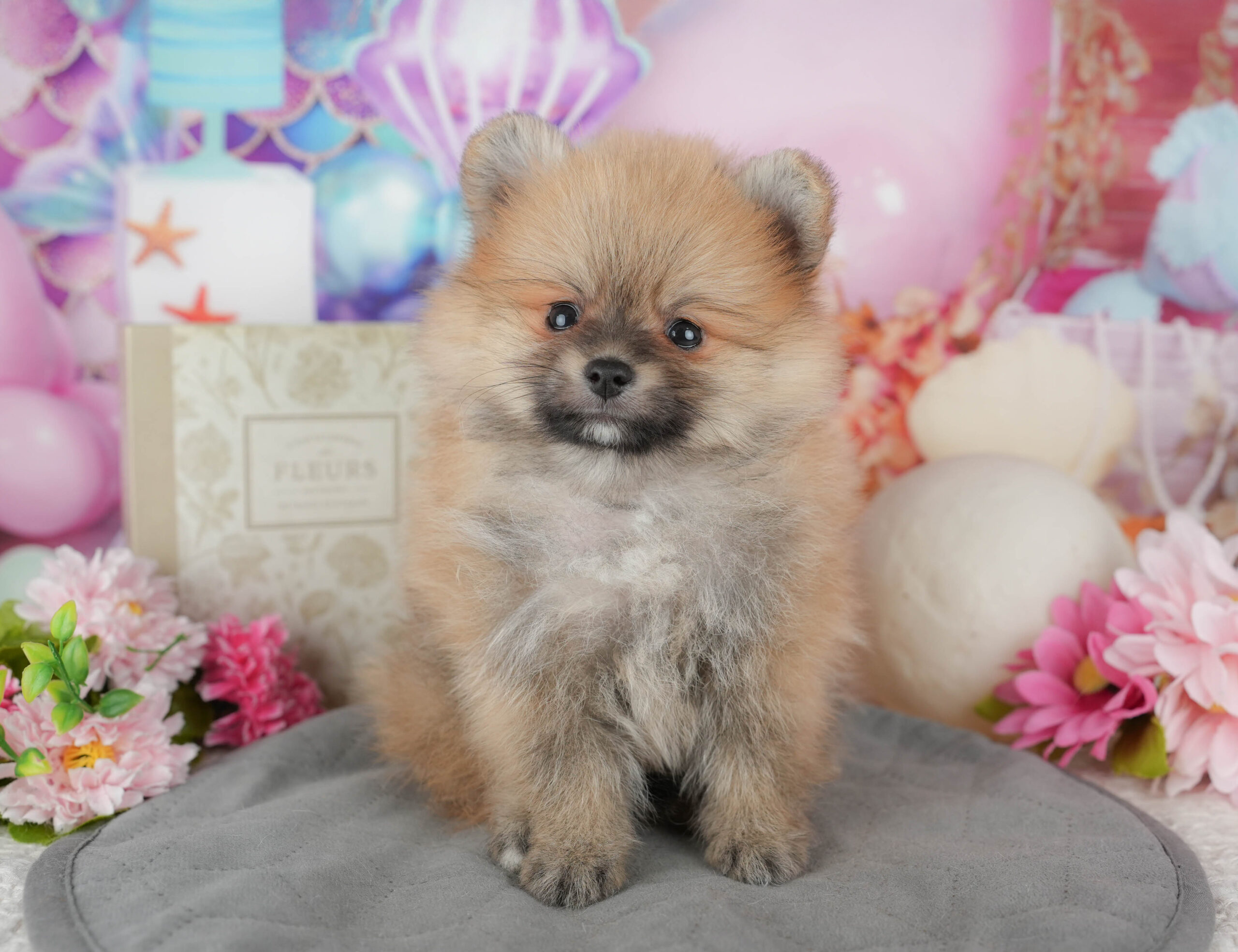 ポメラニアン | 男の子 | オレンジセーブル | 2025年11月14日