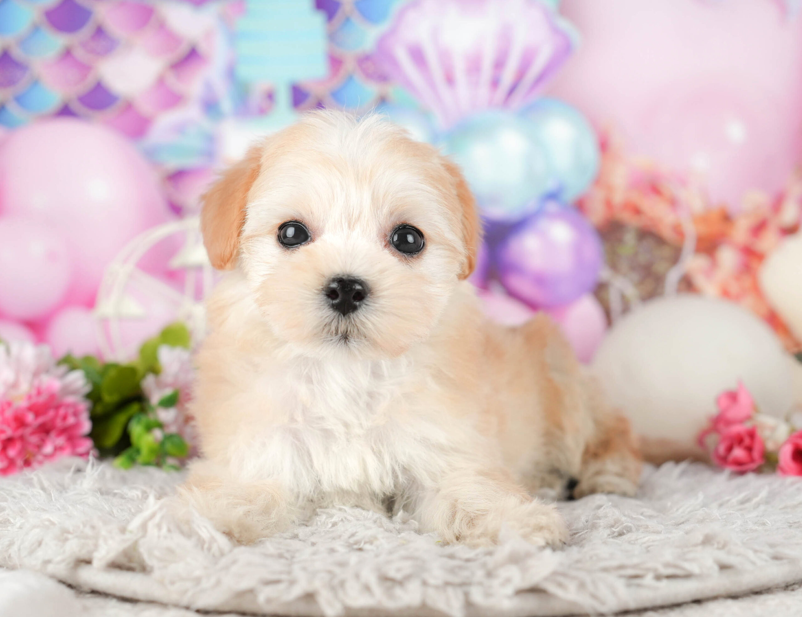 マルプー | 女の子 | アプリコット | 2025年11月14日