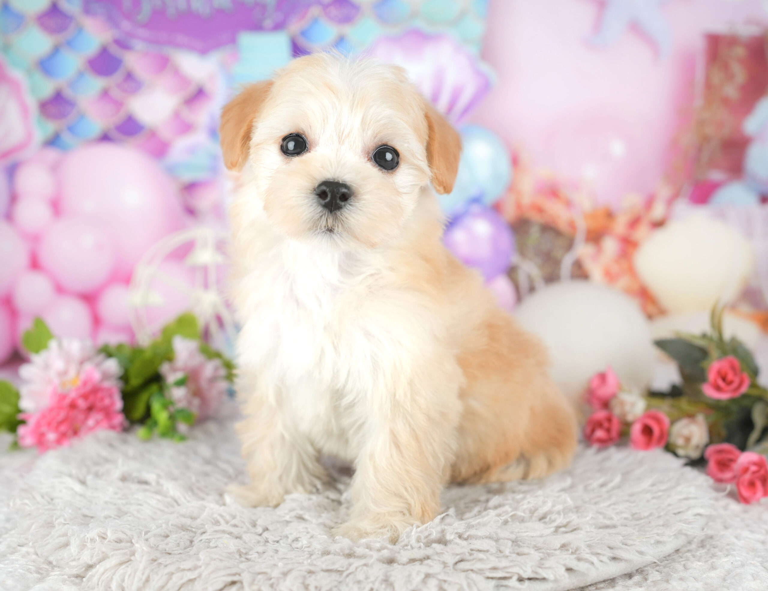 マルプー | 女の子 | アプリコット | 2025年11月14日