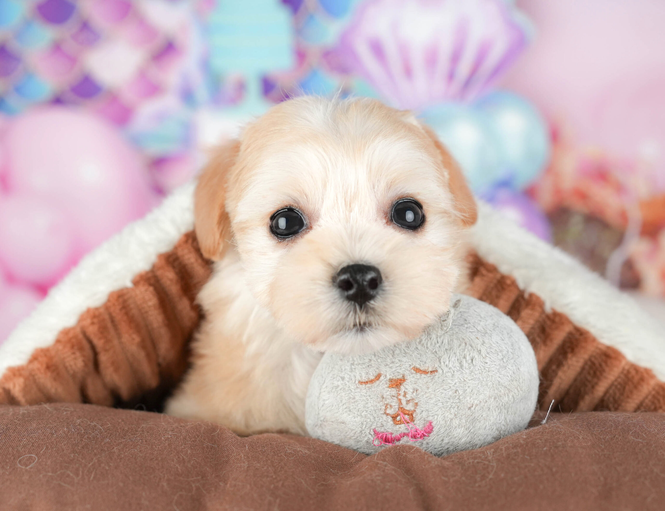 マルプー | 女の子 | アプリコット | 2025年11月14日