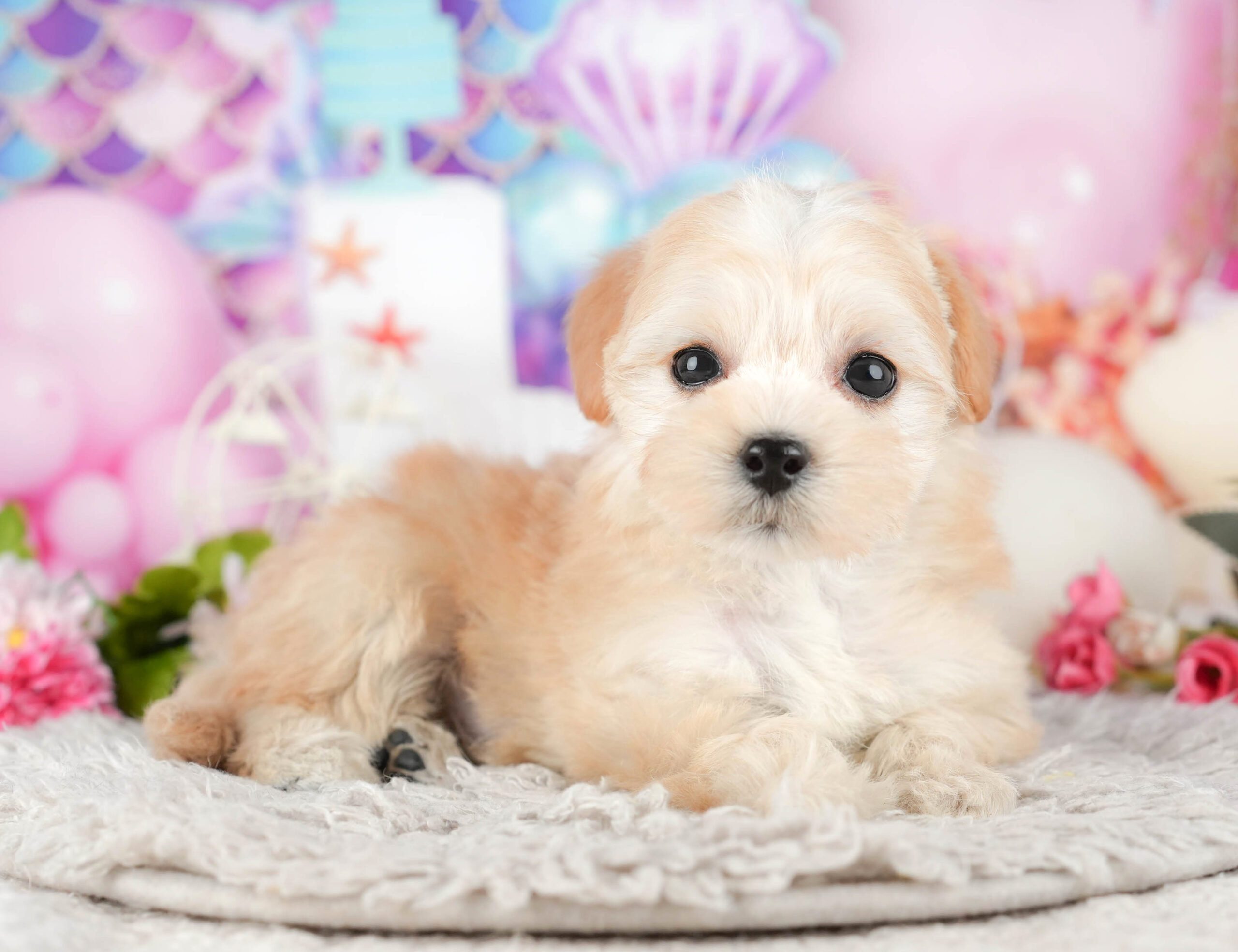 マルプー | 女の子 | アプリコット | 2025年11月14日