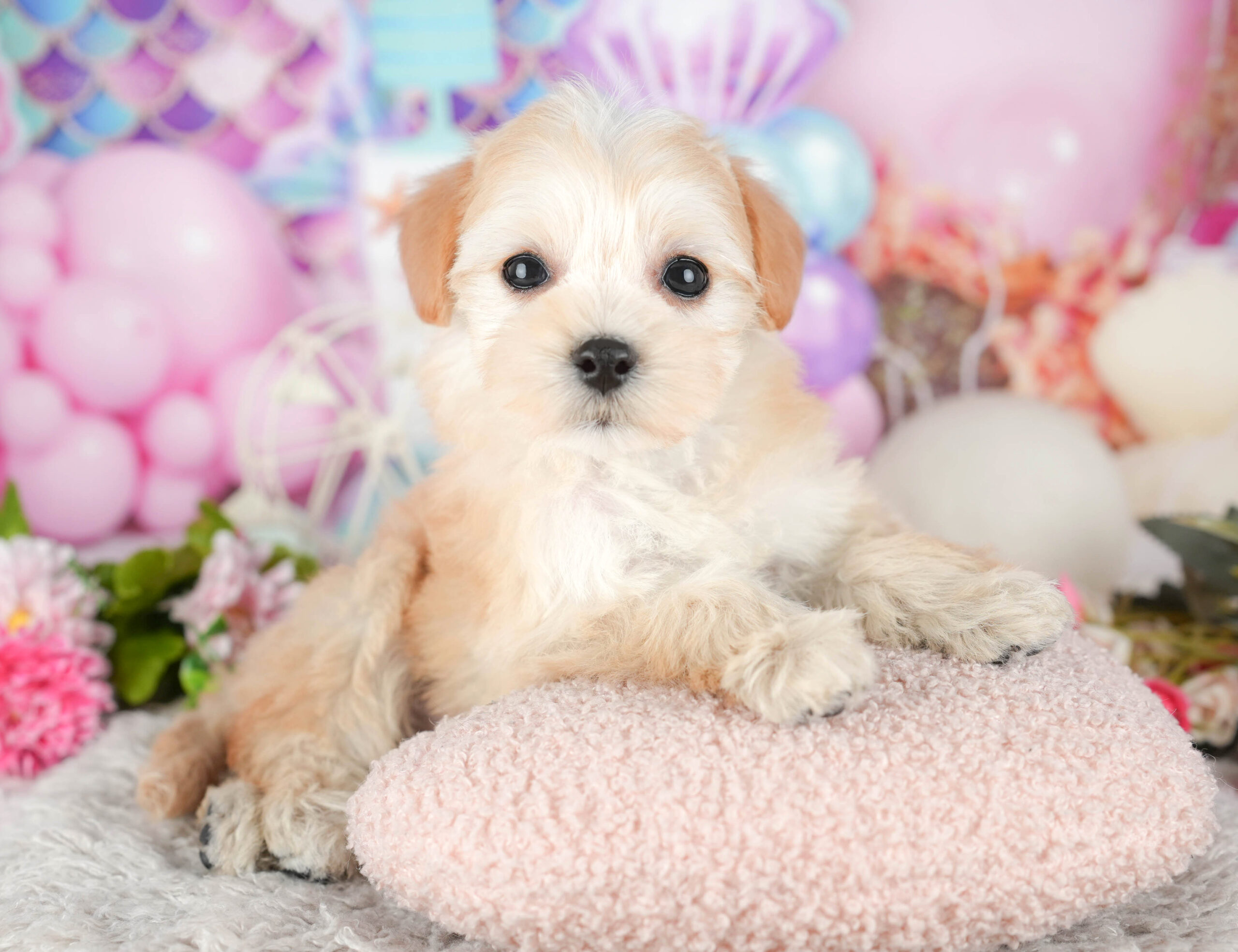 マルプー | 女の子 | アプリコット | 2025年11月14日