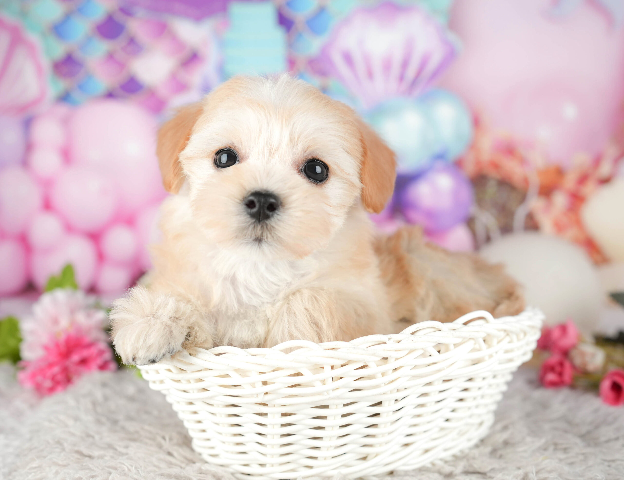 マルプー | 女の子 | アプリコット | 2025年11月14日