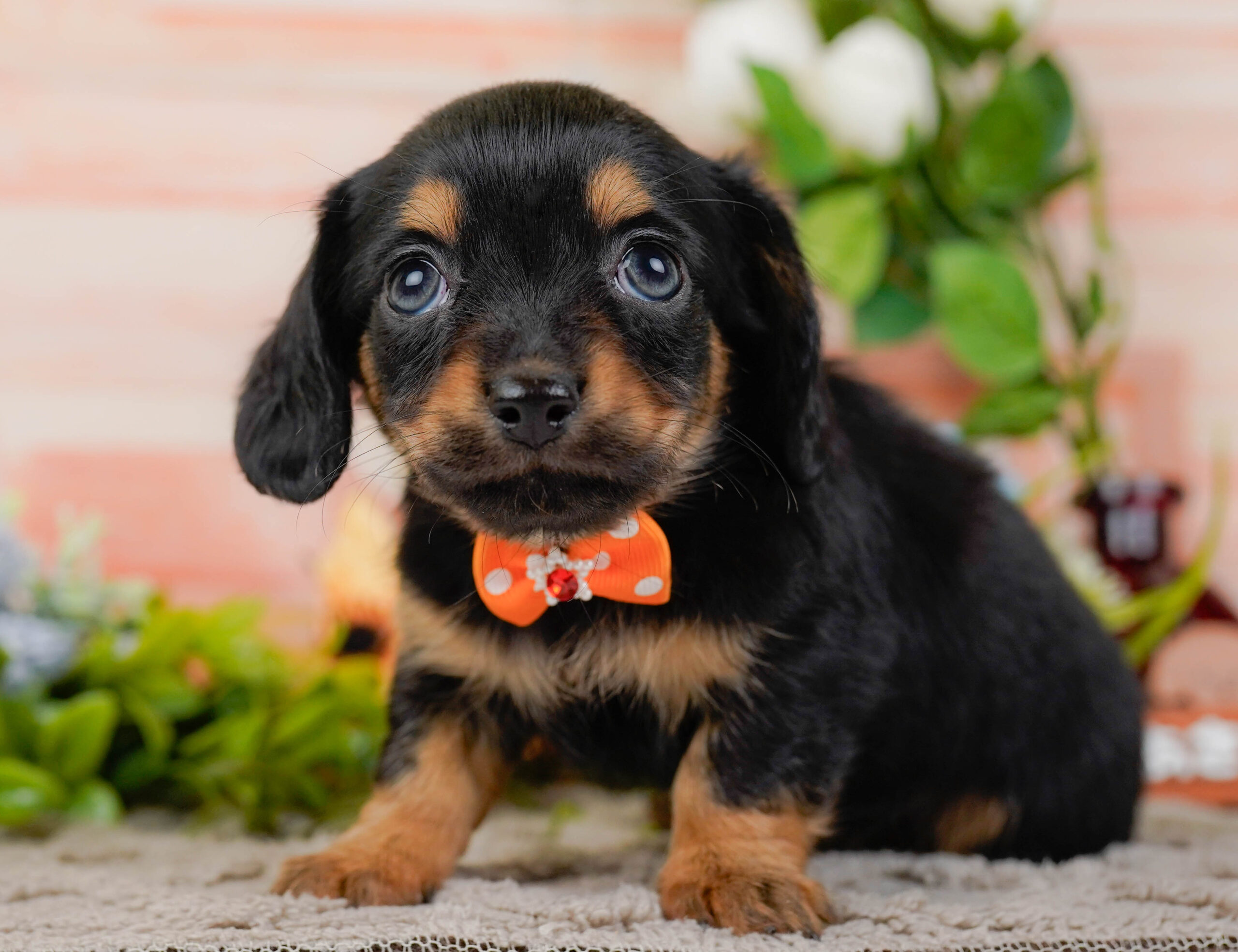 チワックス | 女の子 | ブラック＆タン | 2025年11月15日