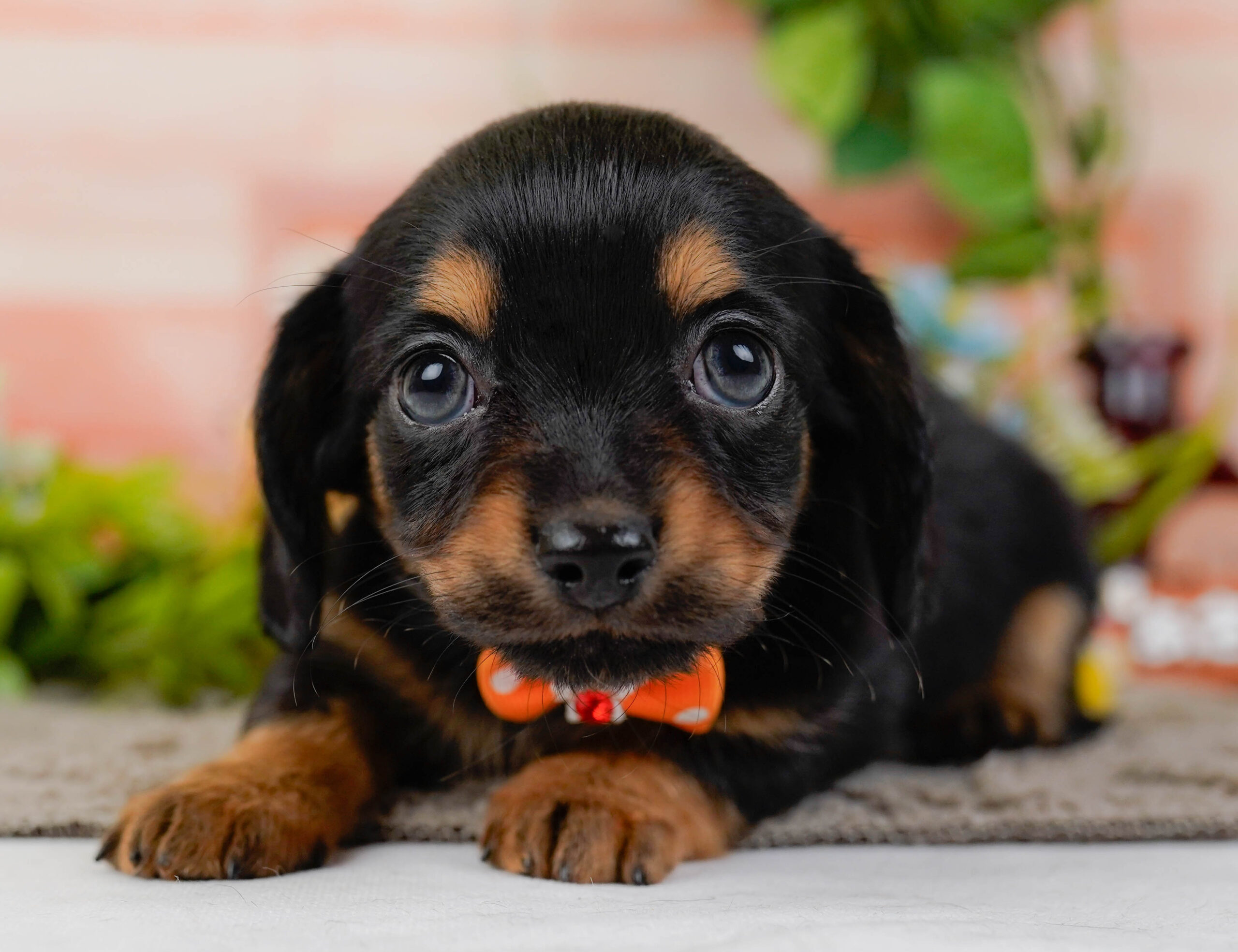 チワックス | 女の子 | ブラック＆タン | 2025年11月15日